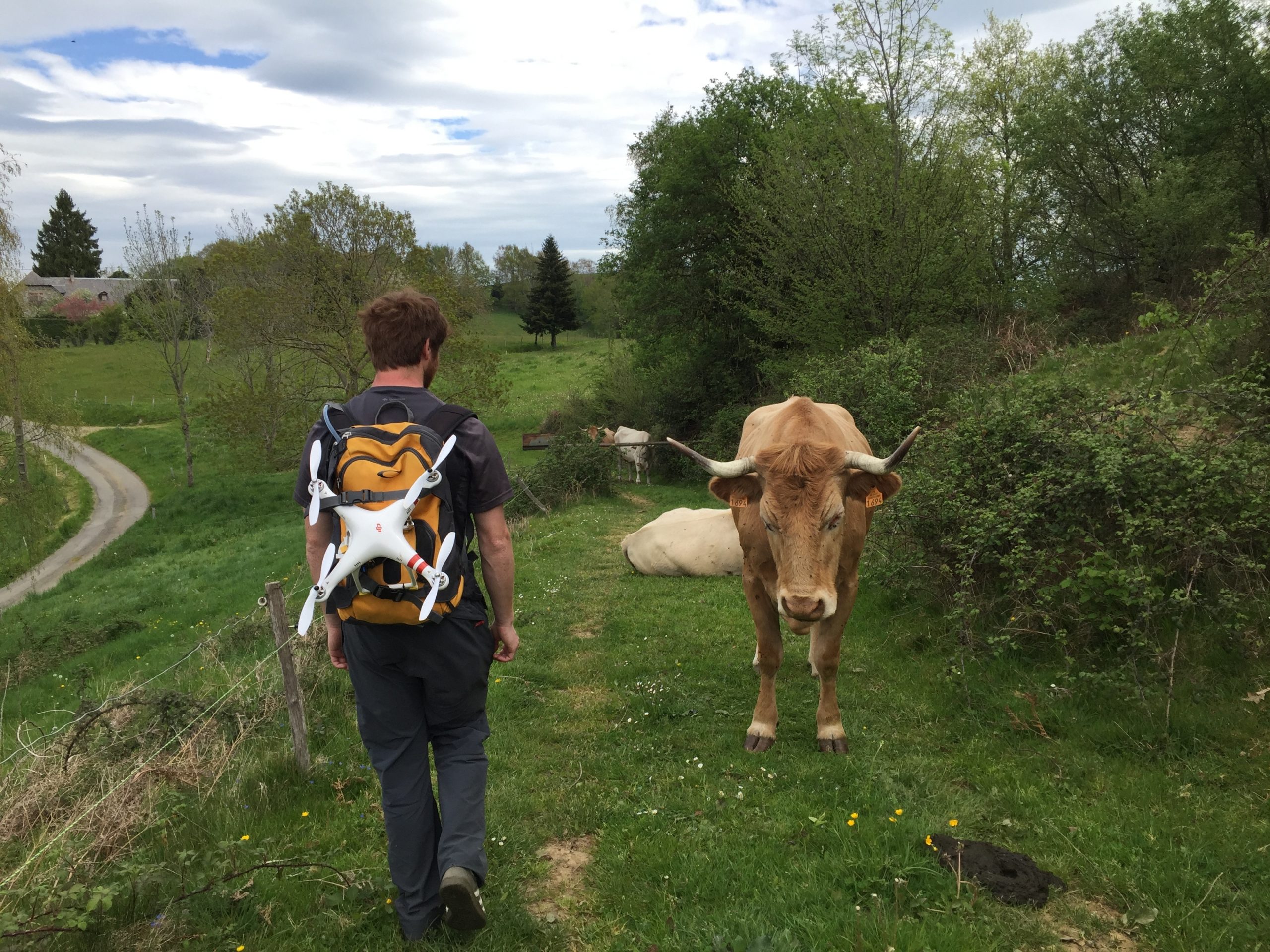 Avec nos amies les vaches