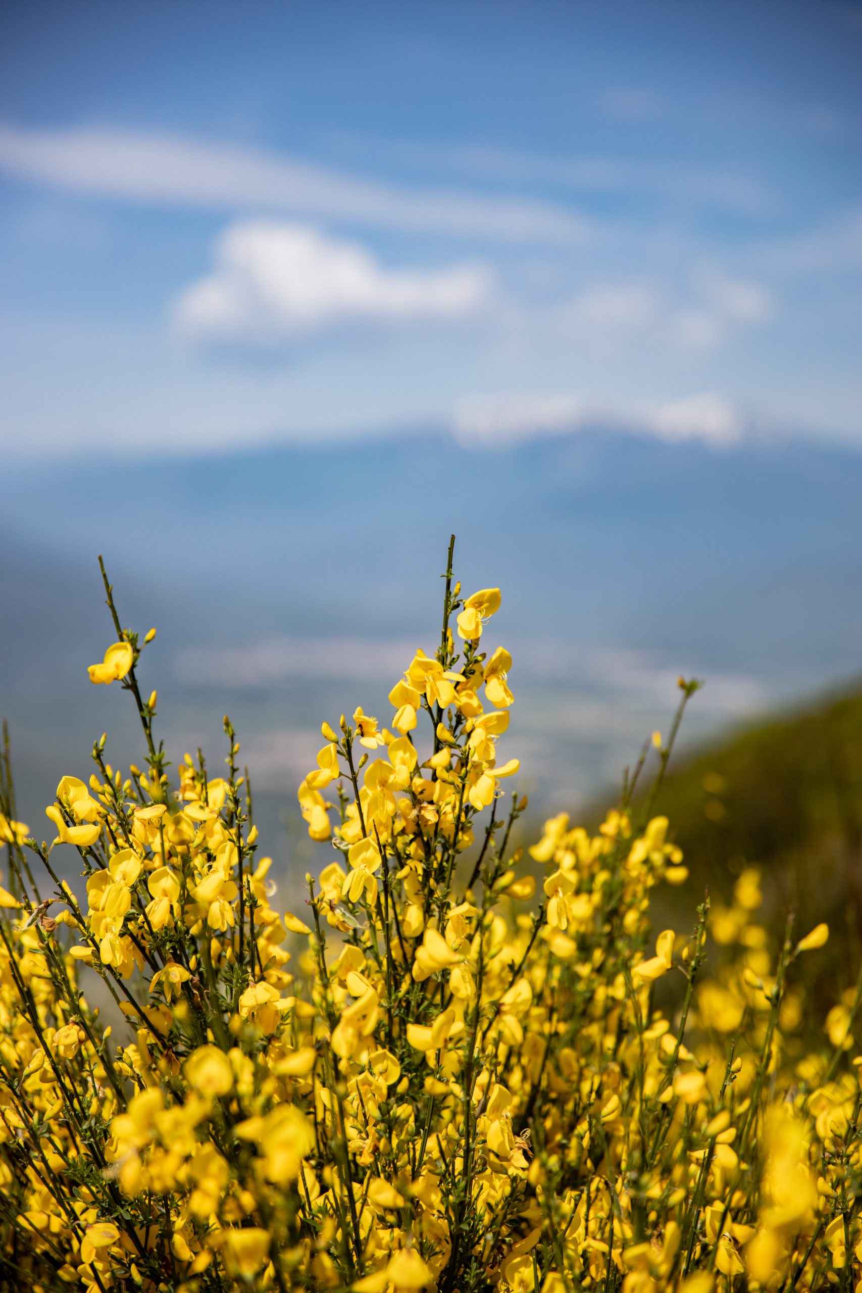 alberes - pyrenees-orientales