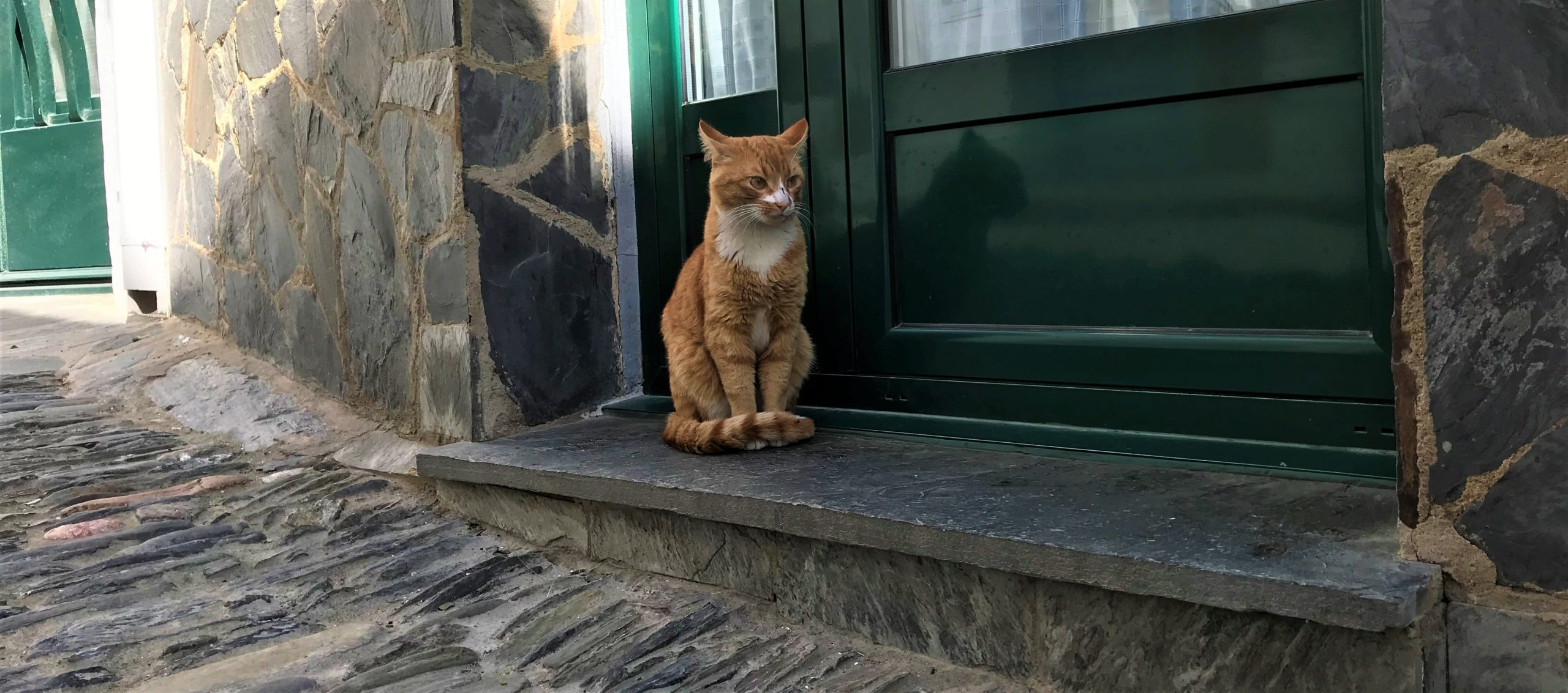 petit chat à cadaques