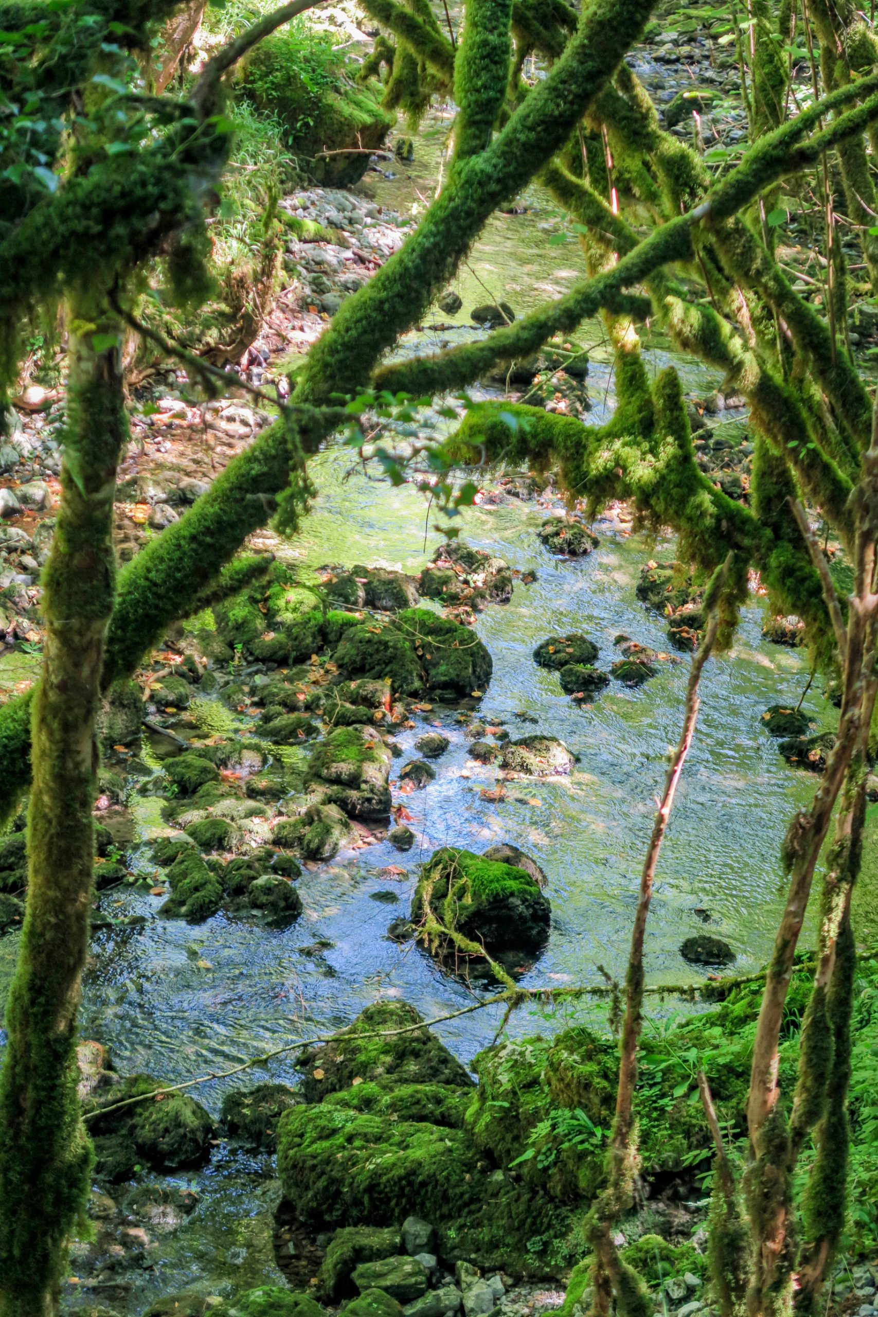 amazonie des hautes pyrénées