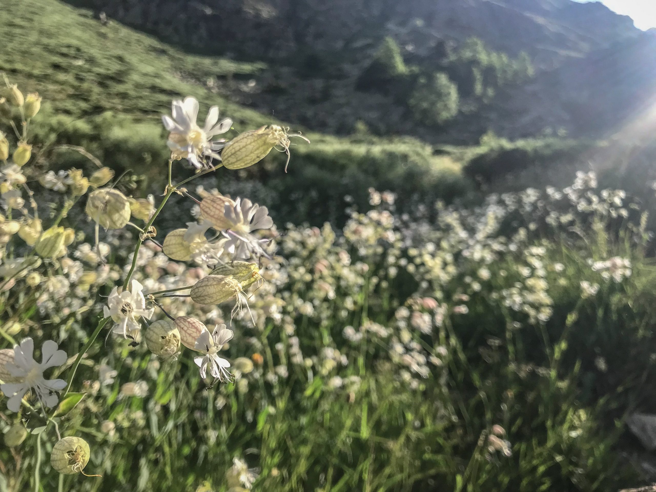fleurs estivales en andorre