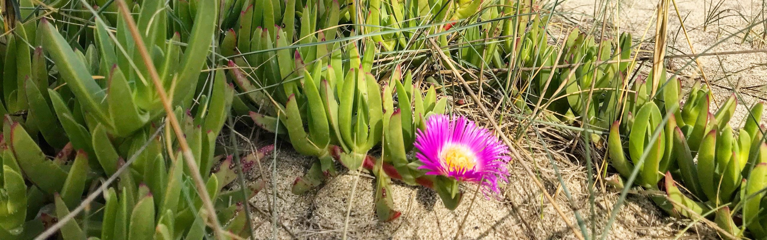 Carpobrotus Edulis ( les griffes de sorcière )