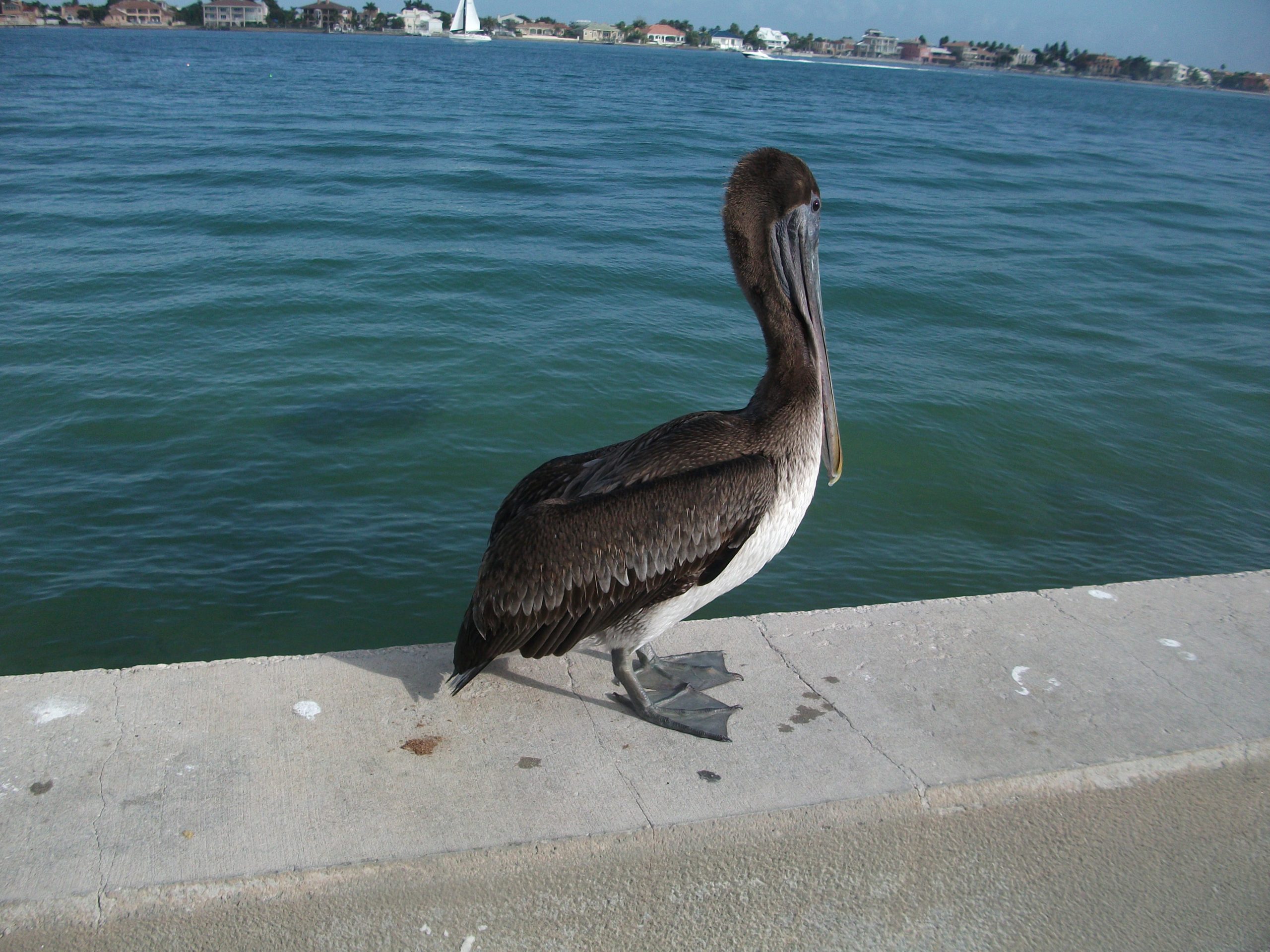Le kiki pélican en floride