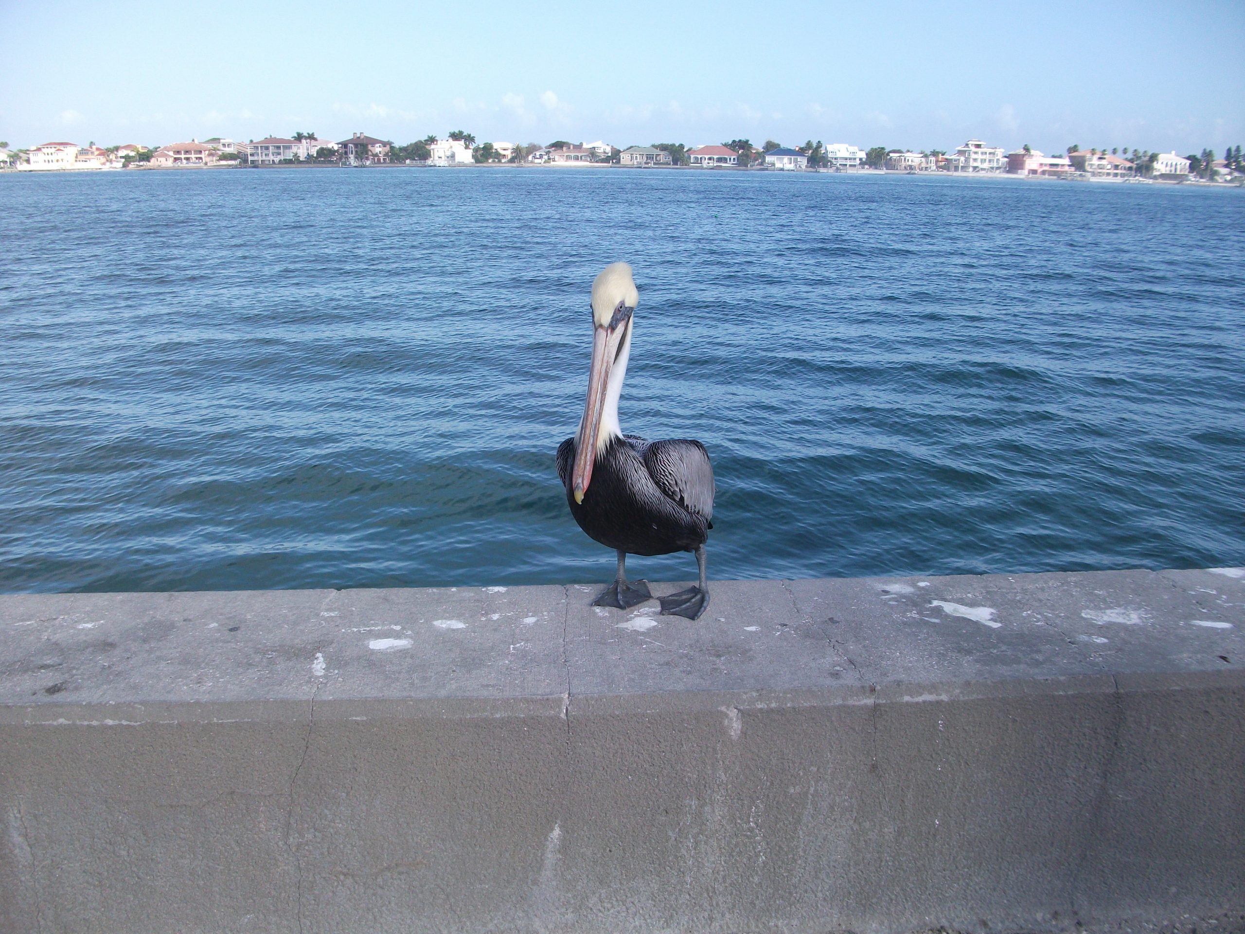 Pélican à saint petersburg
