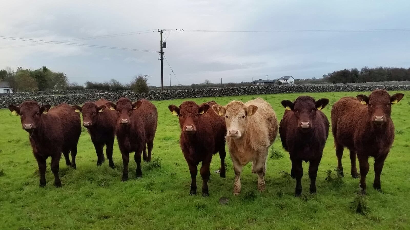 photo de famille en Irlande