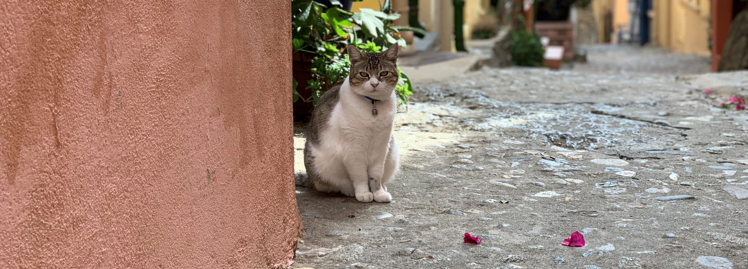 chat qui prend la pose à Collioure