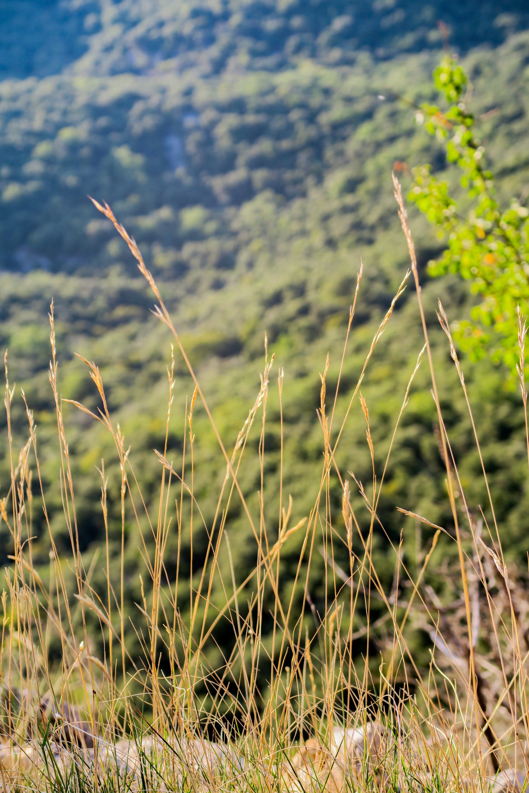 gorges de l'ardeche