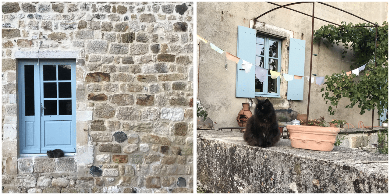 Le domaine du clap, paradis des chats