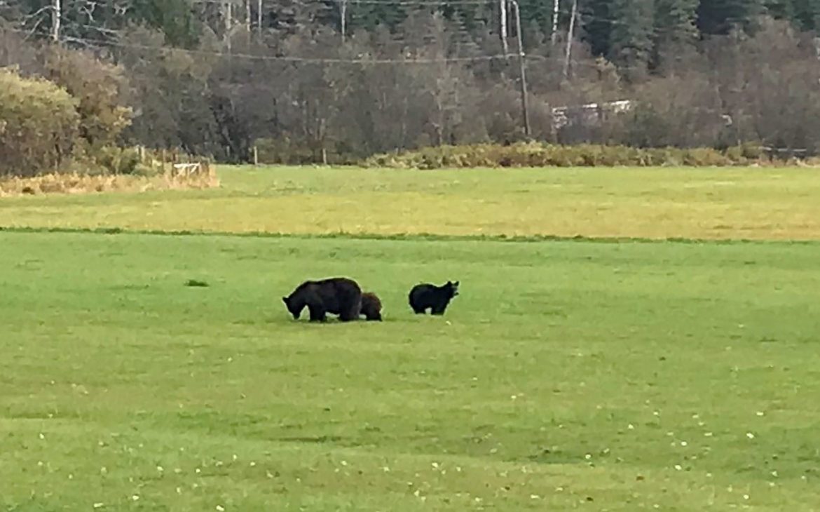 rencontrer les ours au canada