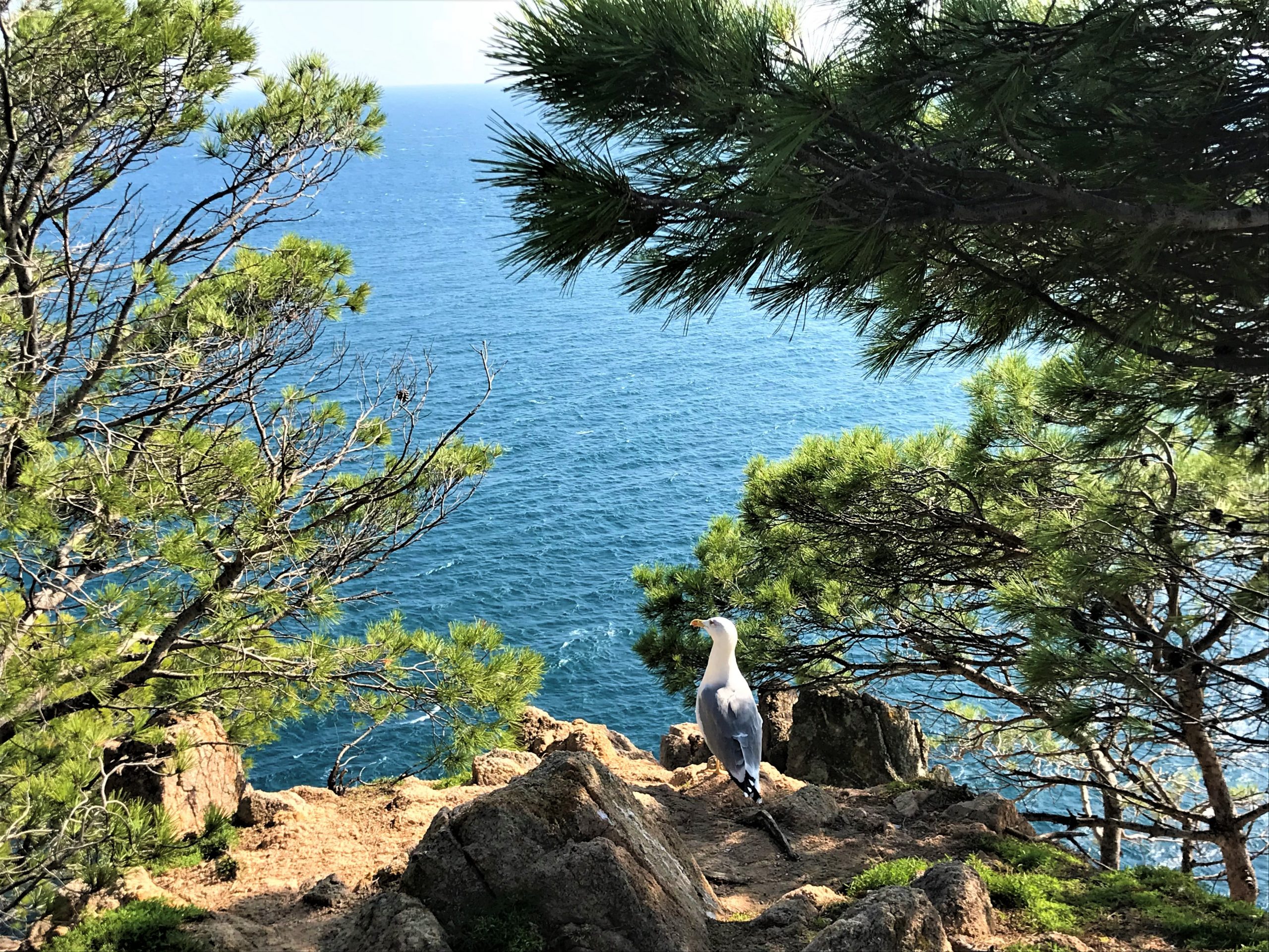 saint feliu de guixols