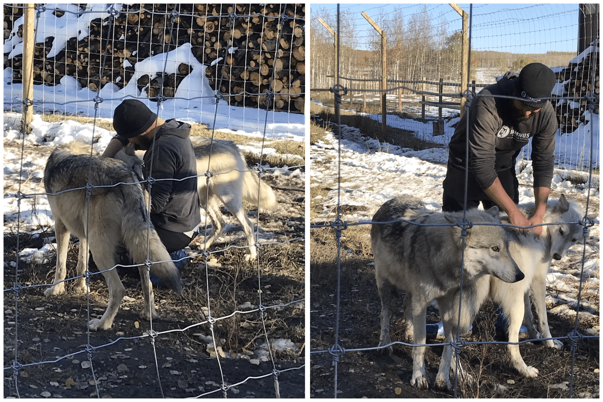 yamnuska wolfdog sanctuary