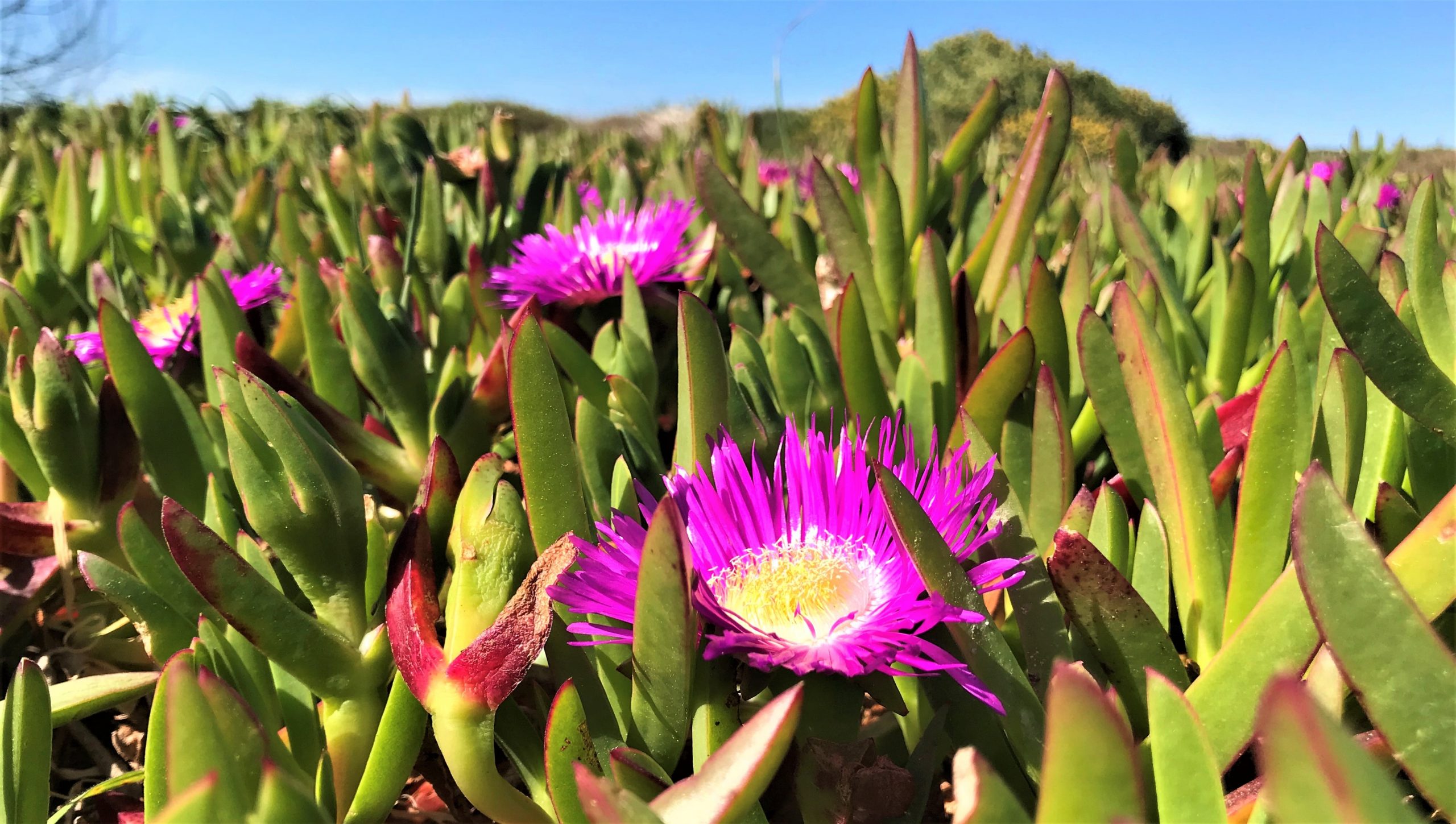 flore du cap coudalere