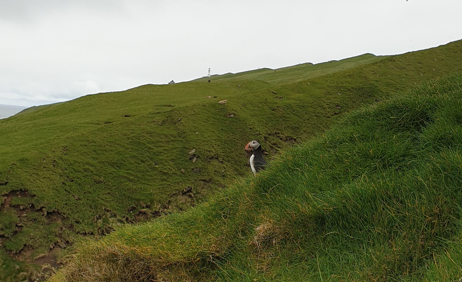mykines macareux puffin