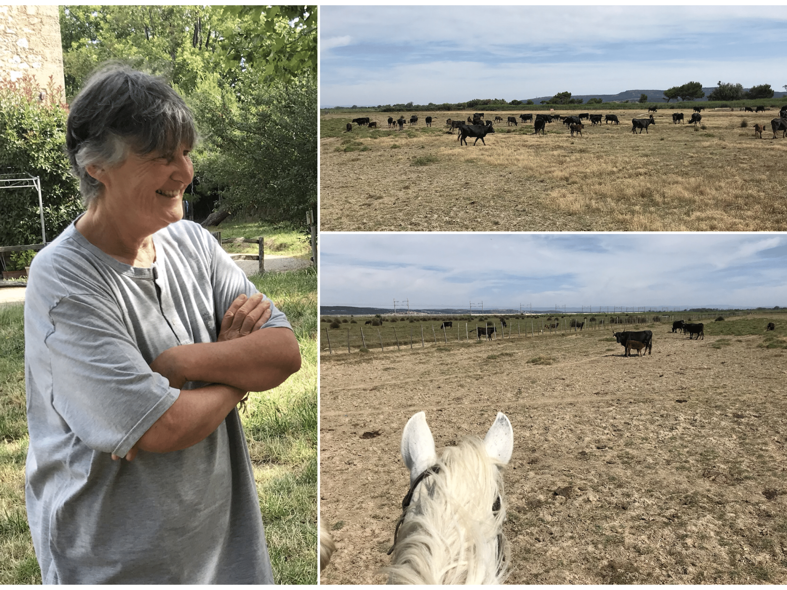manade tournebelle et son élevage de taureaux aude