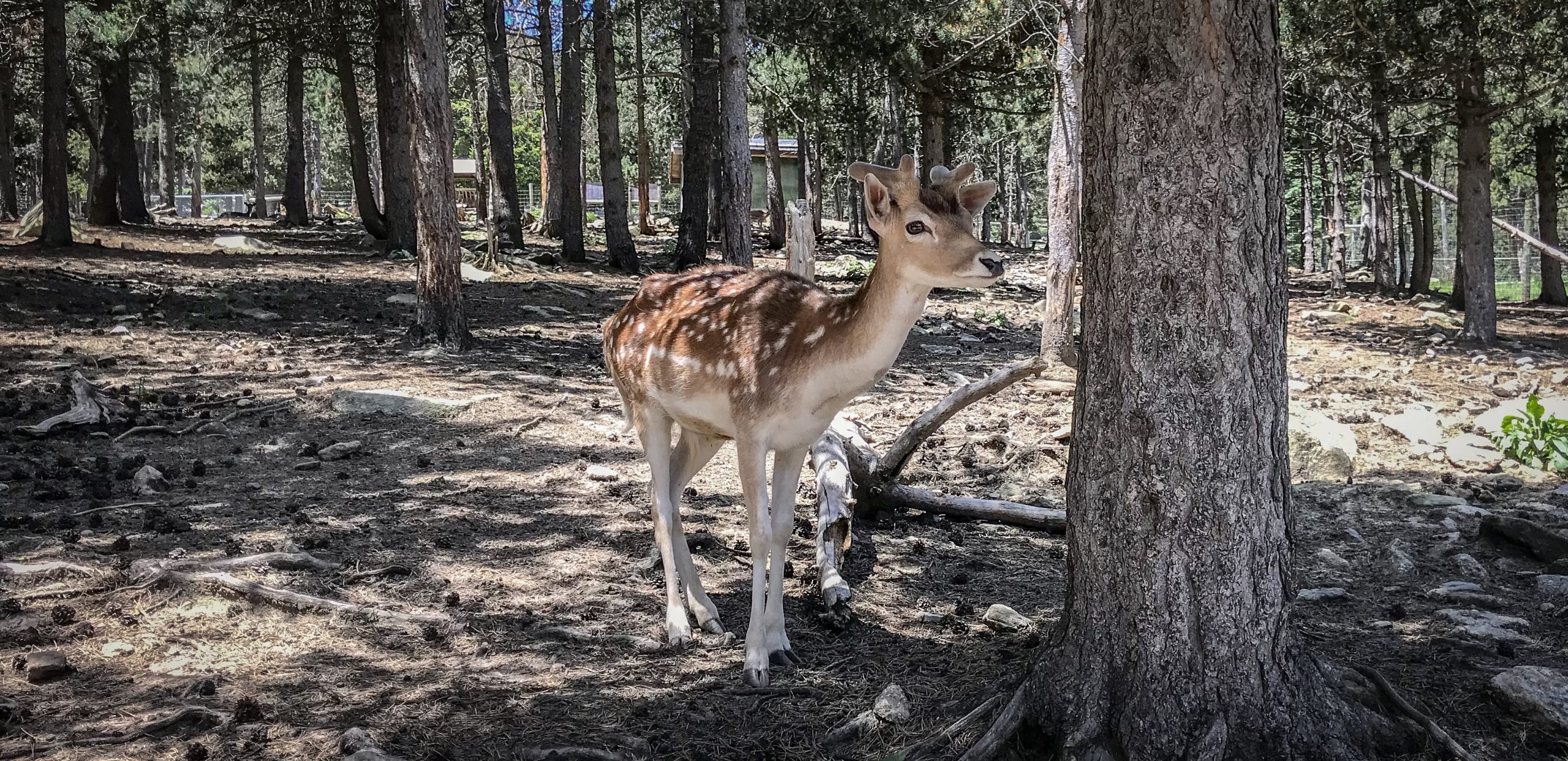 daim parc animalier des angles