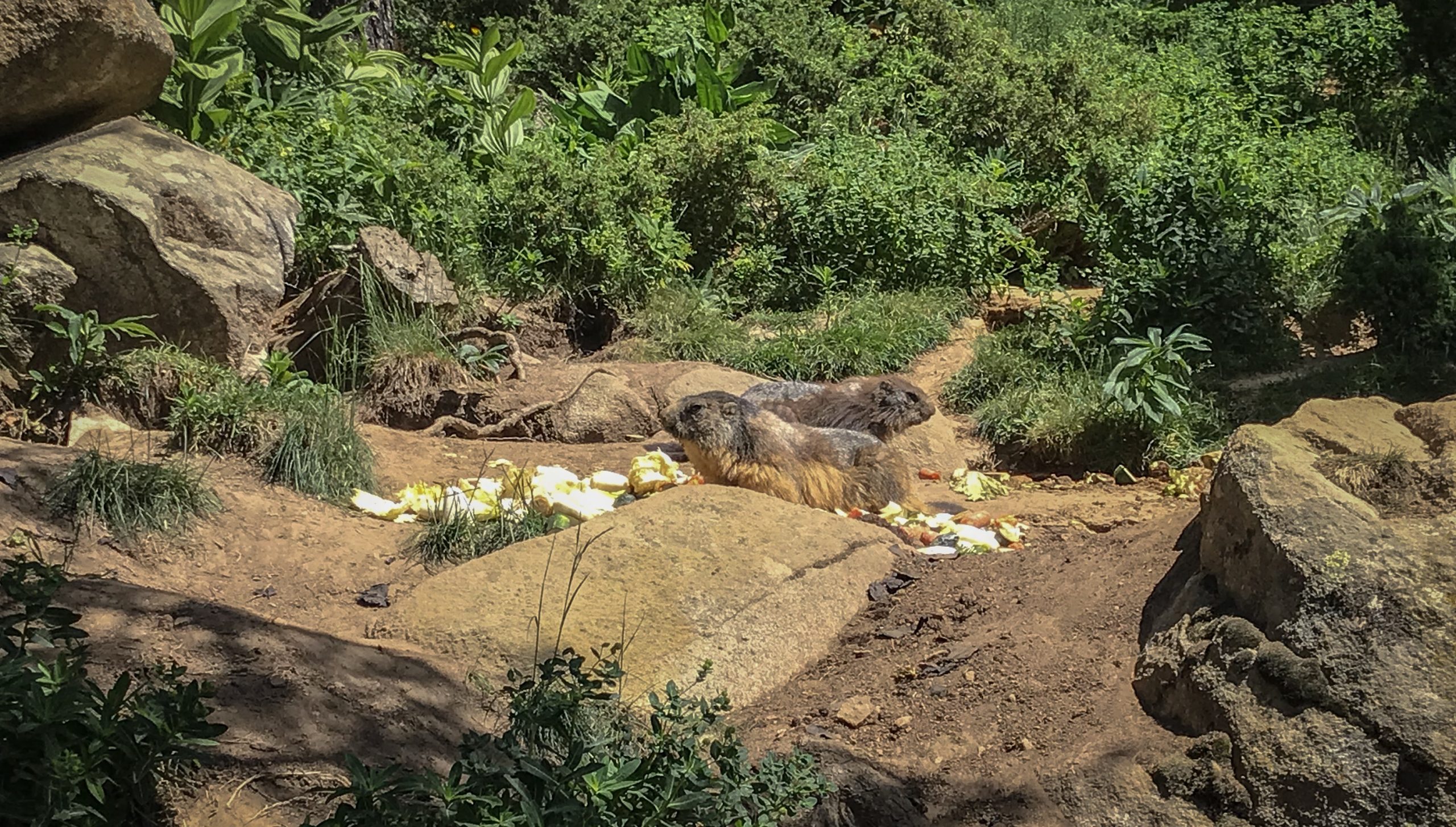 marmottes parc animalier des angles