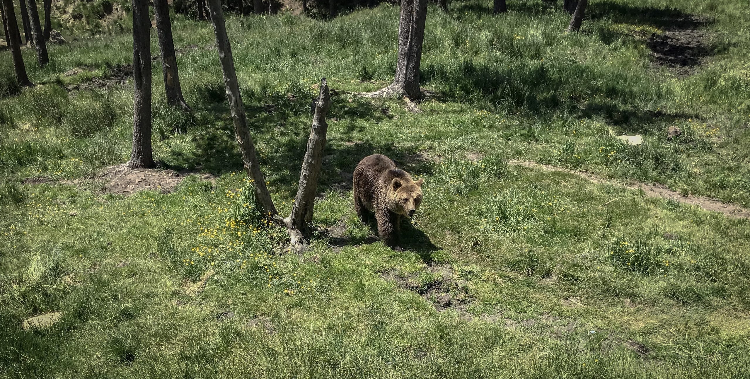 ours des pyrénées parc animalier des angles