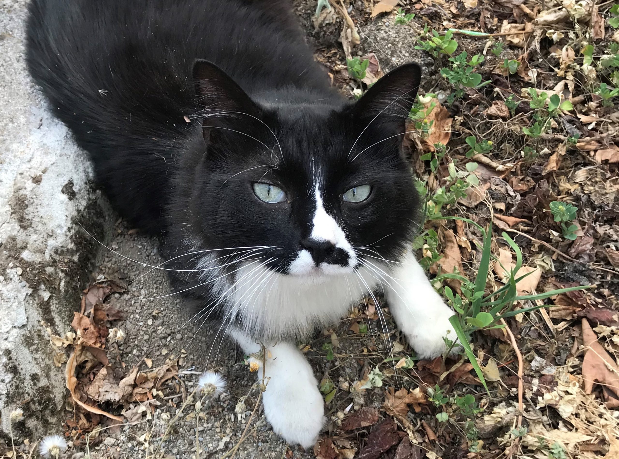 Quand Kiki rencontre un gros minet...