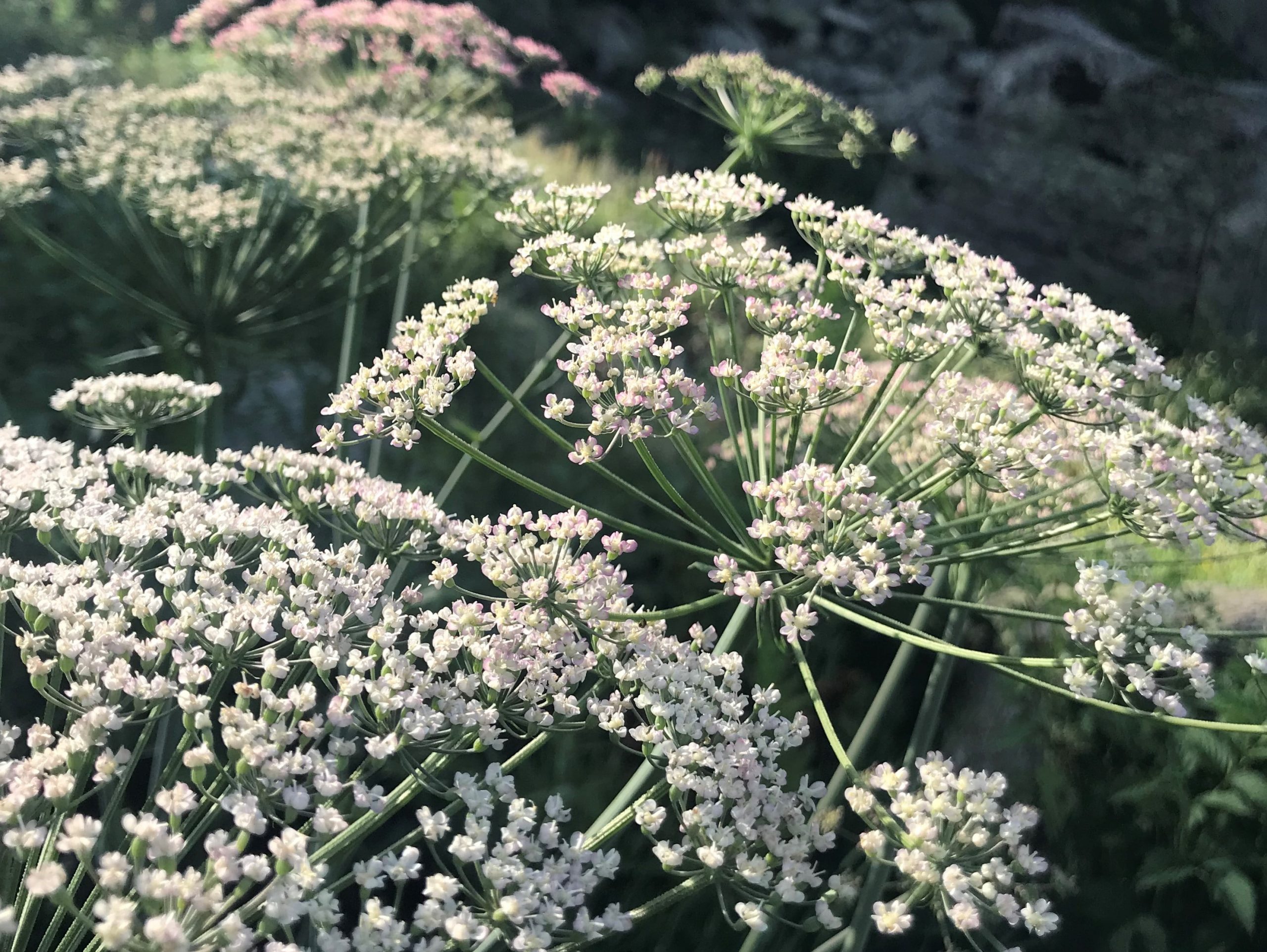 andorre fleurs