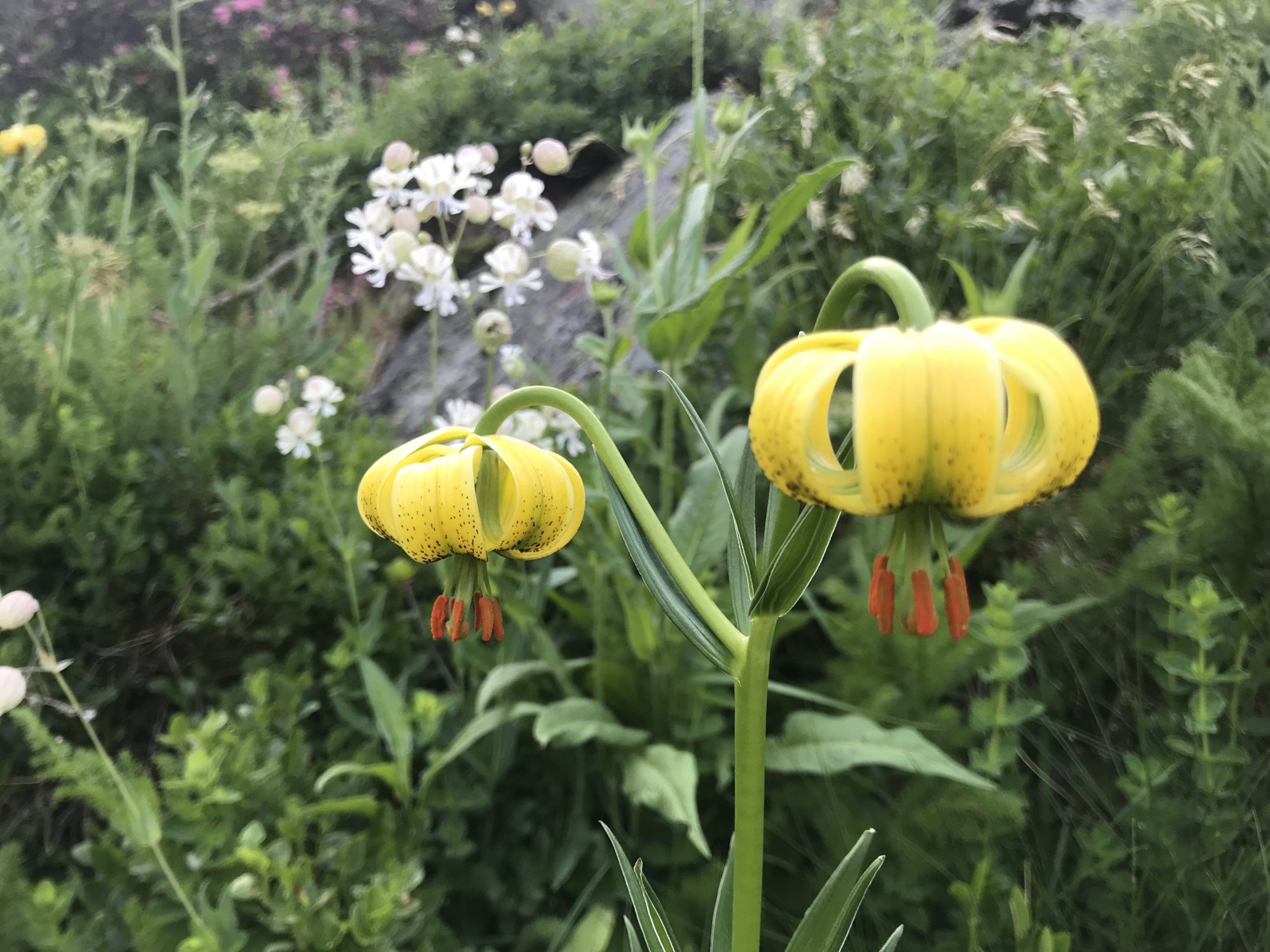 flore andorrane