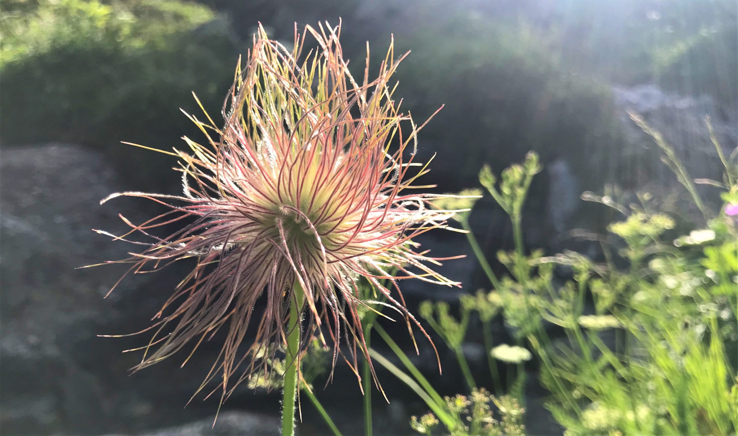 flore andorre été