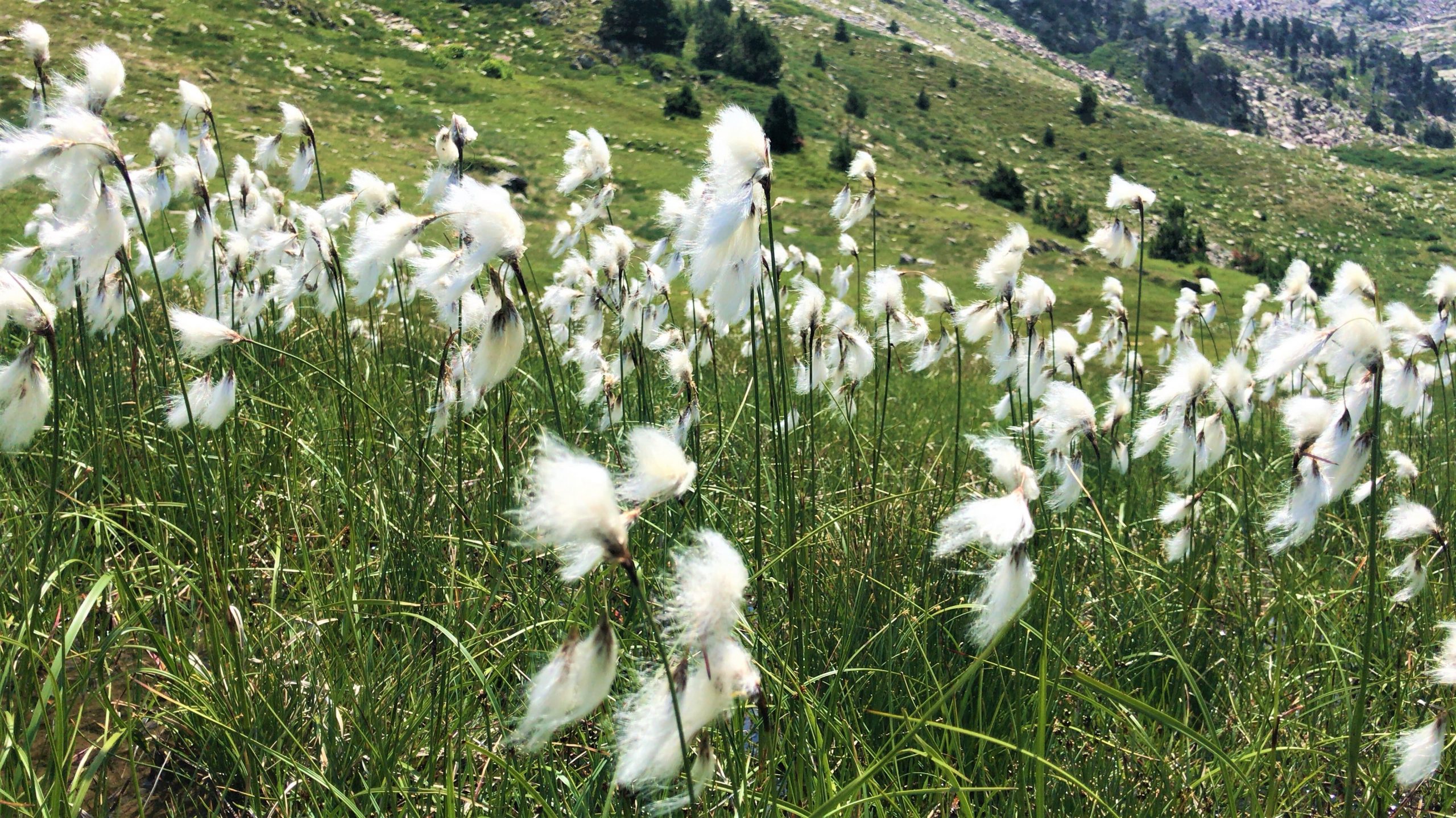 flore canigou été