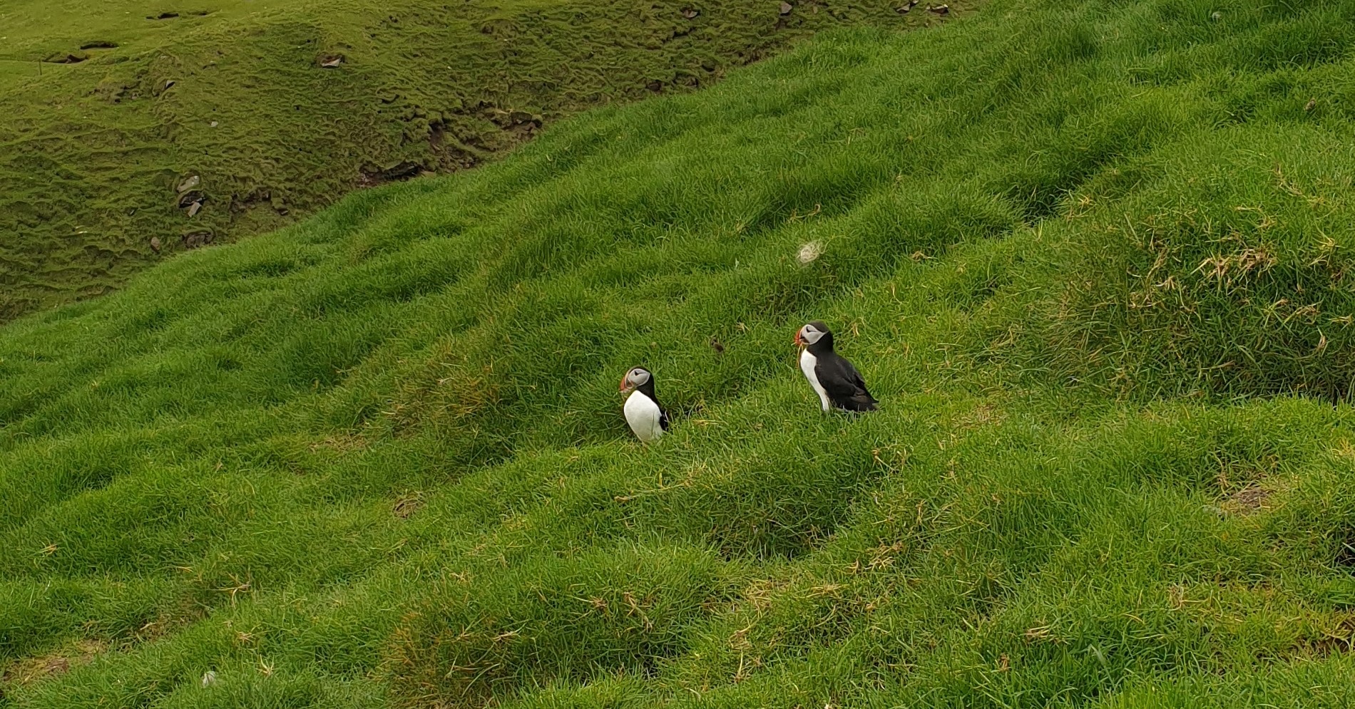 macareux mykines iles féroé