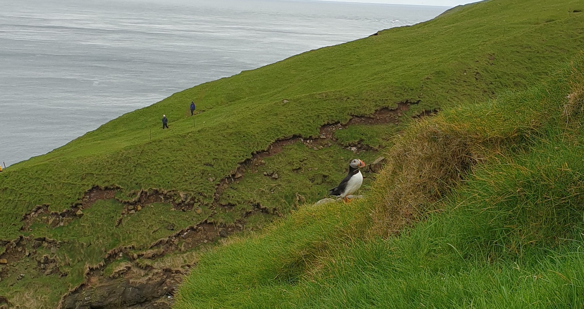 puffins faroe island