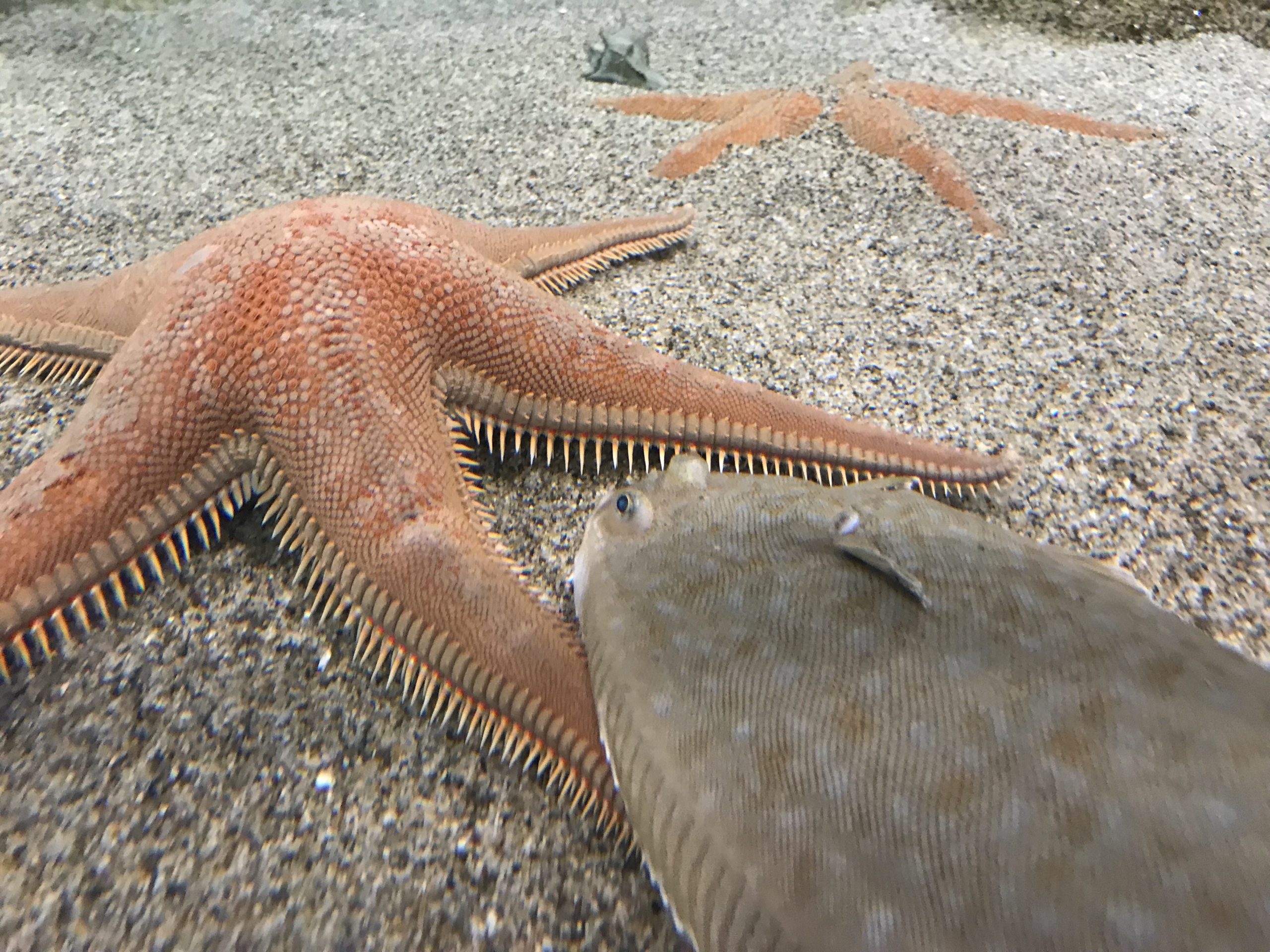 biodiversarium banyuls sur mer