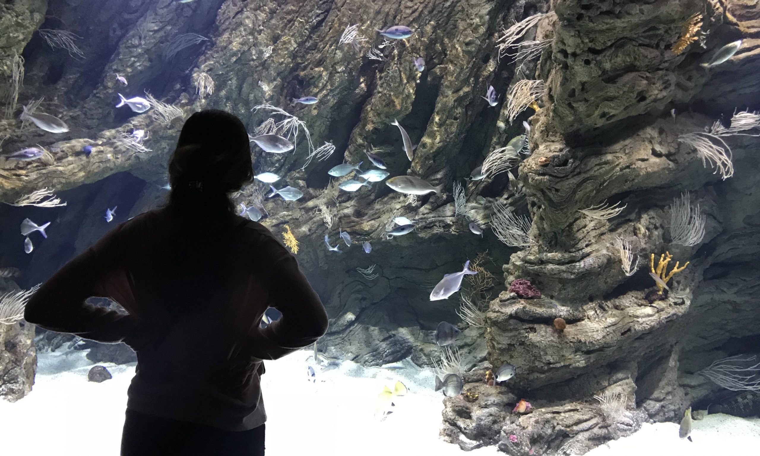 biodiversarium banyuls sur mer pyrénées orientales
