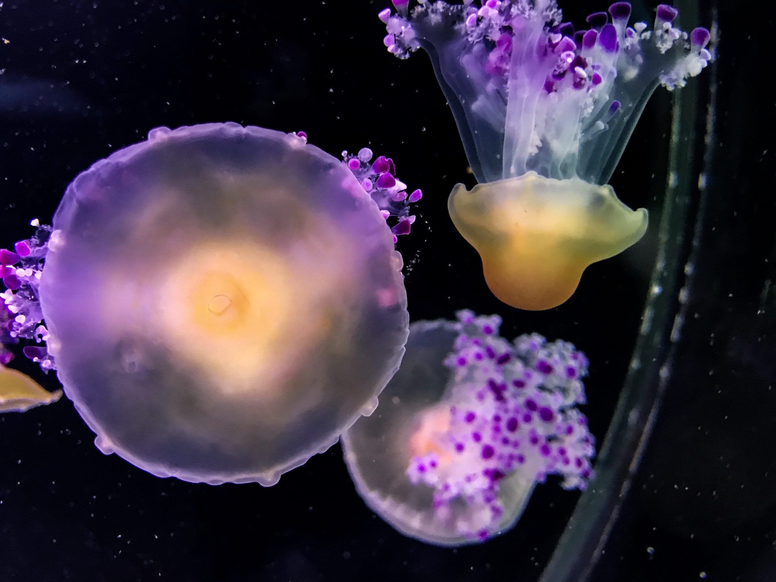 biodiversarium banyuls sur mer pyrénées orientales