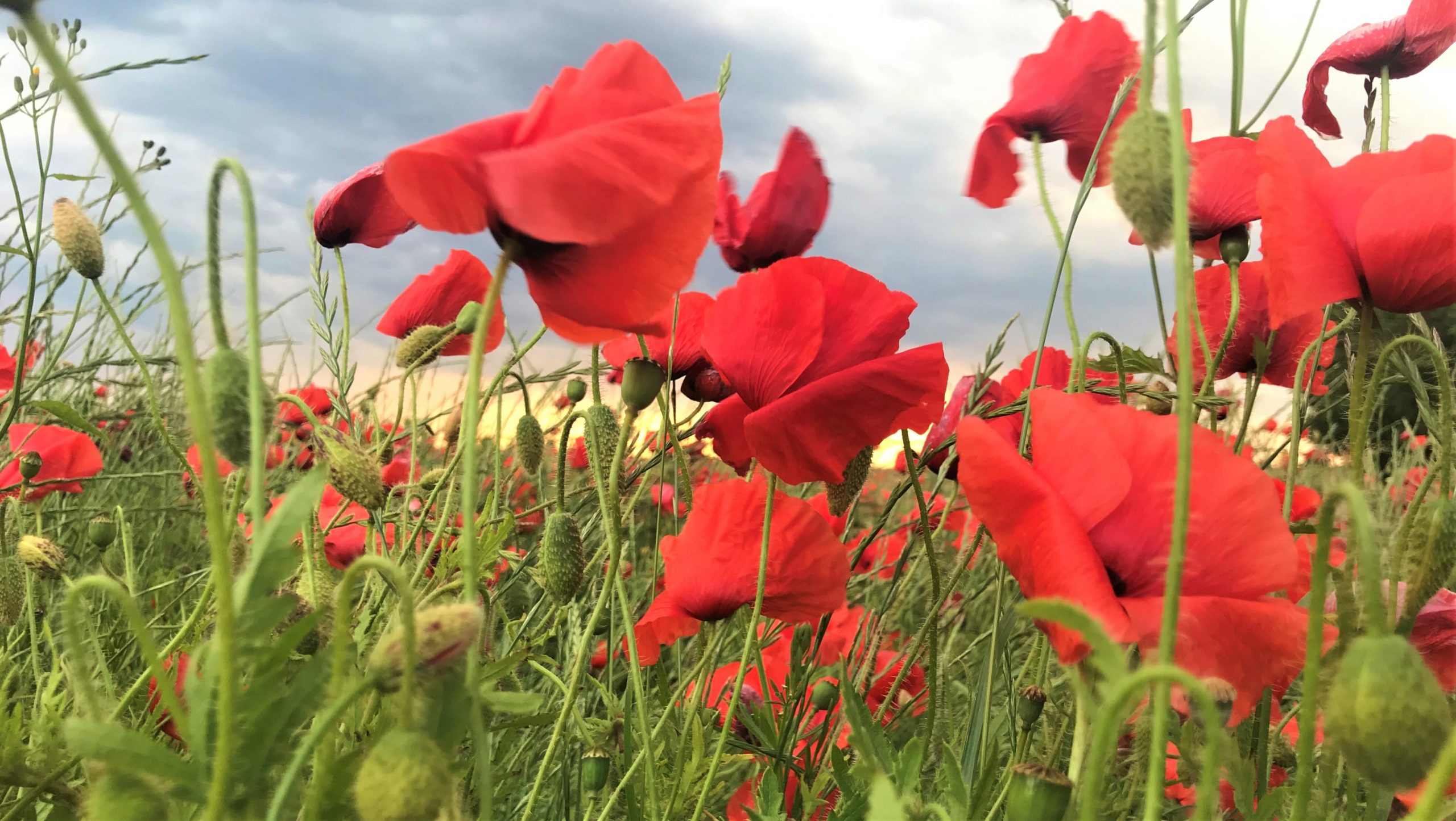 champs de coquelicot danemark