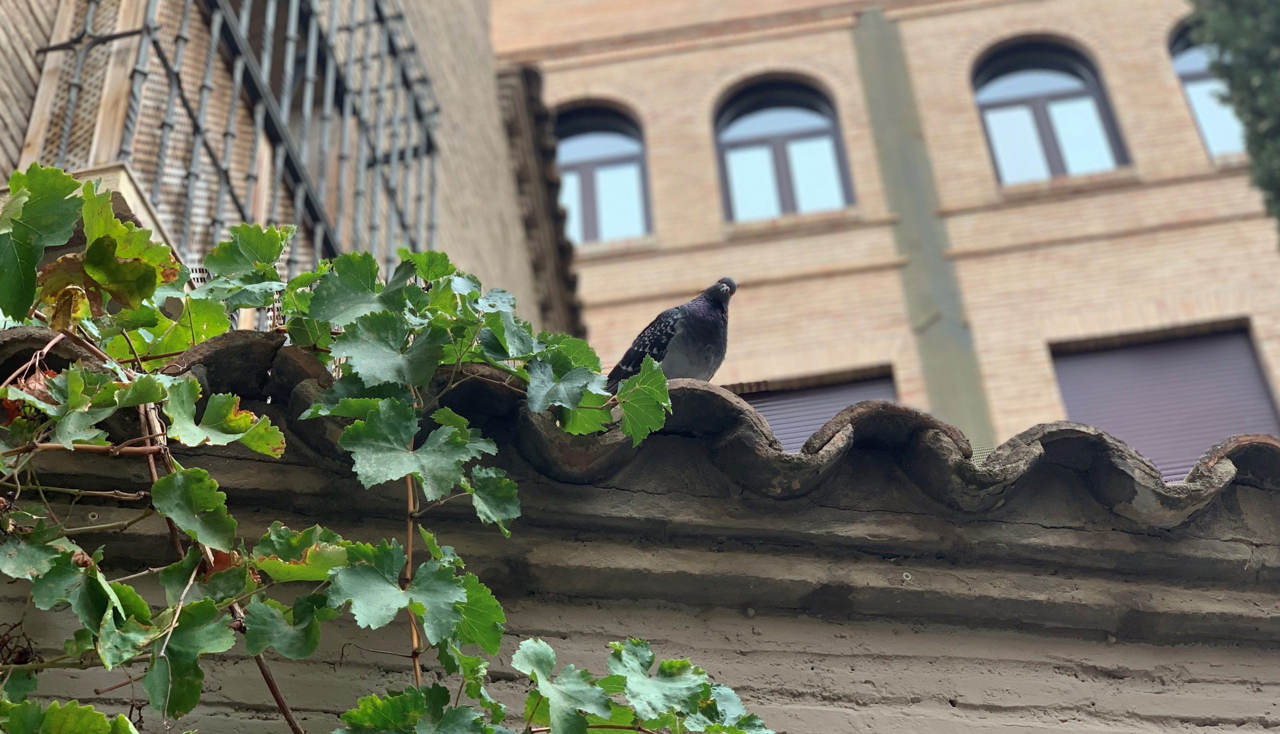 pigeon curieux de Saragosse