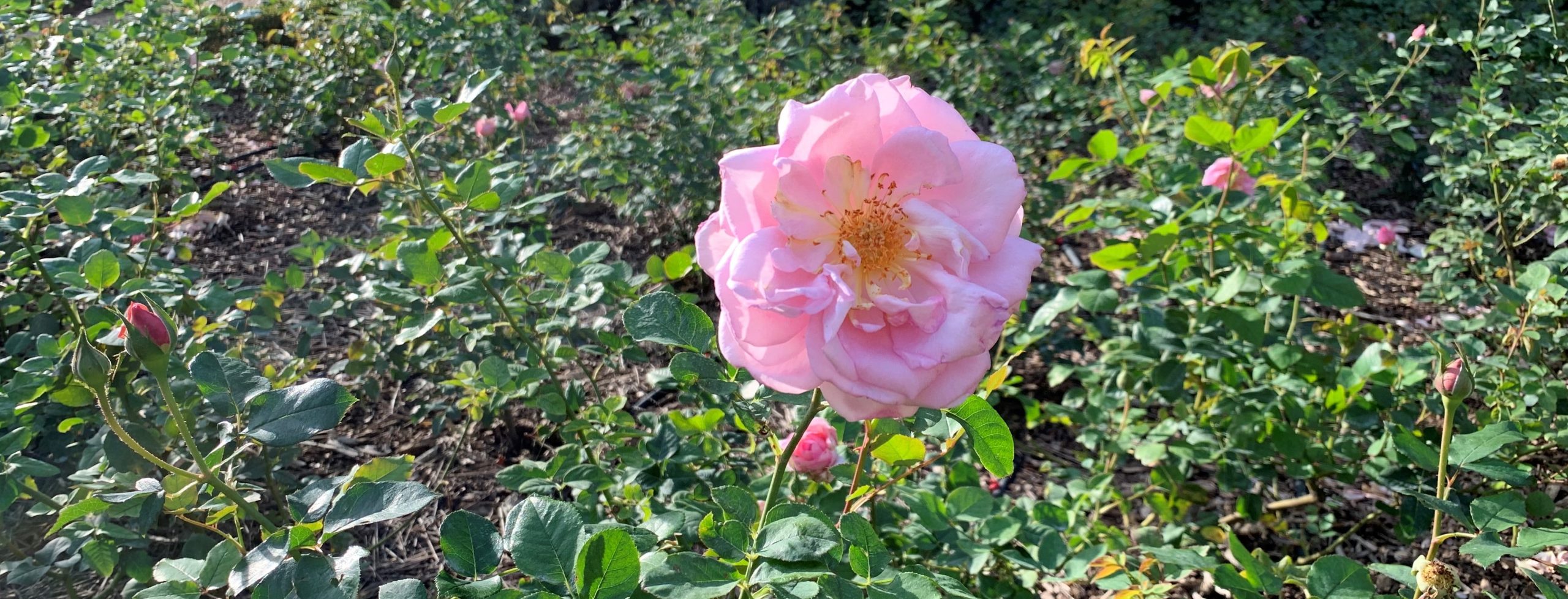 rose de fontfroide