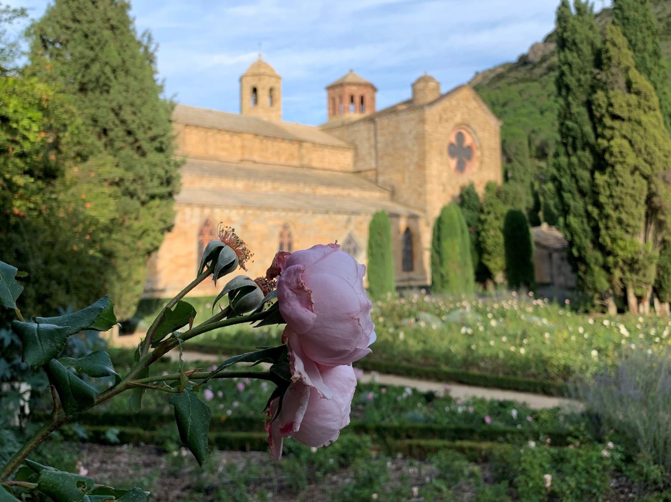 roseraie de fontfroide