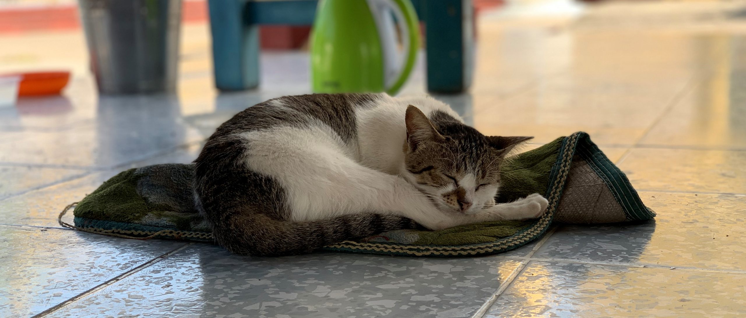chat à Mandalay