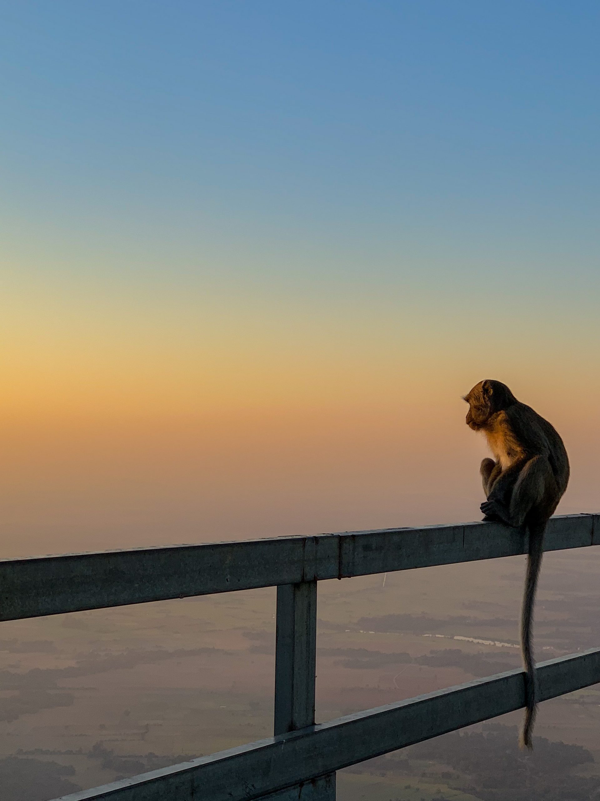 singe au mont zwegabin