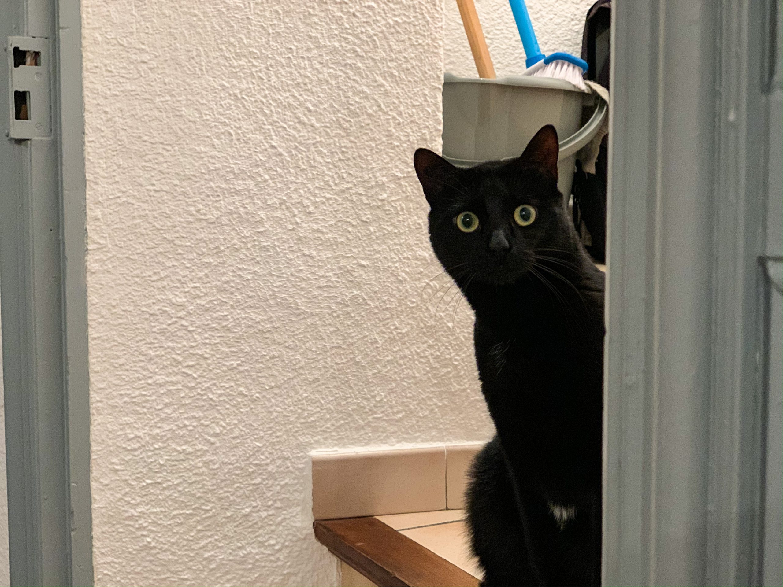 cachou et la belle assiette