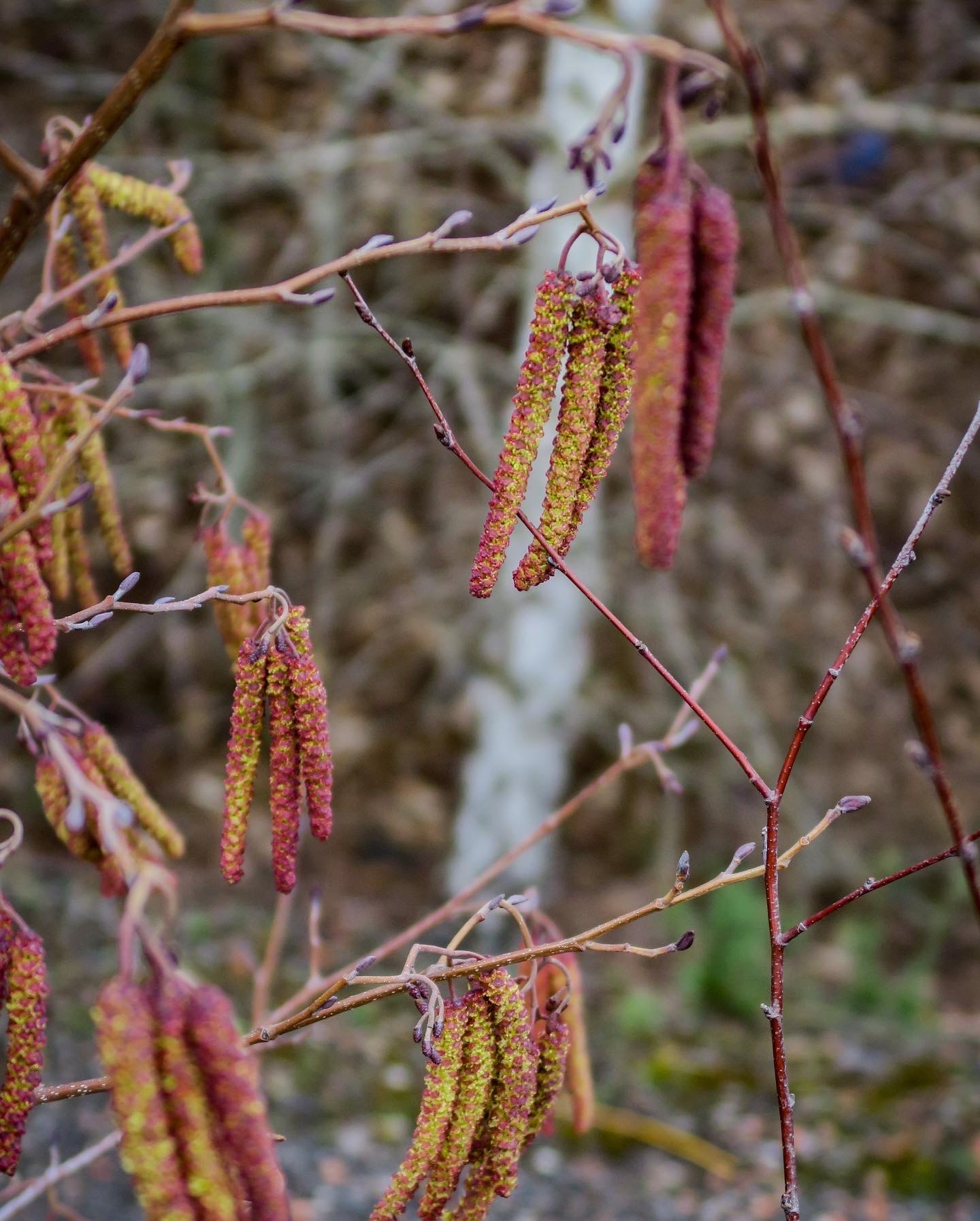 nature aux terrils
