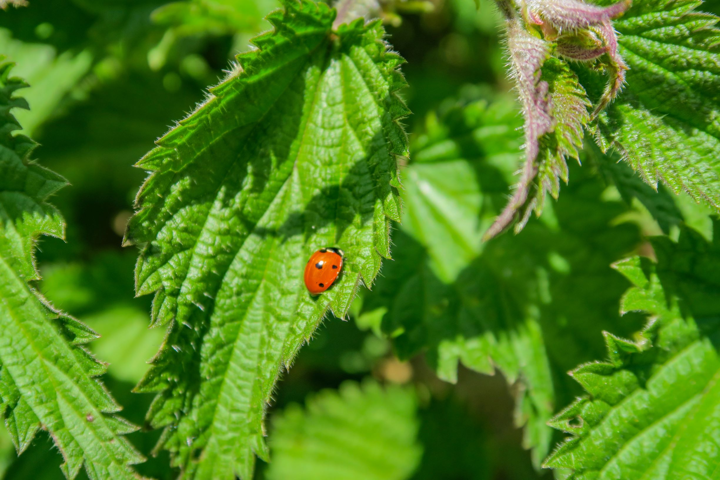cocinelle sur le sentier de la tour del mir