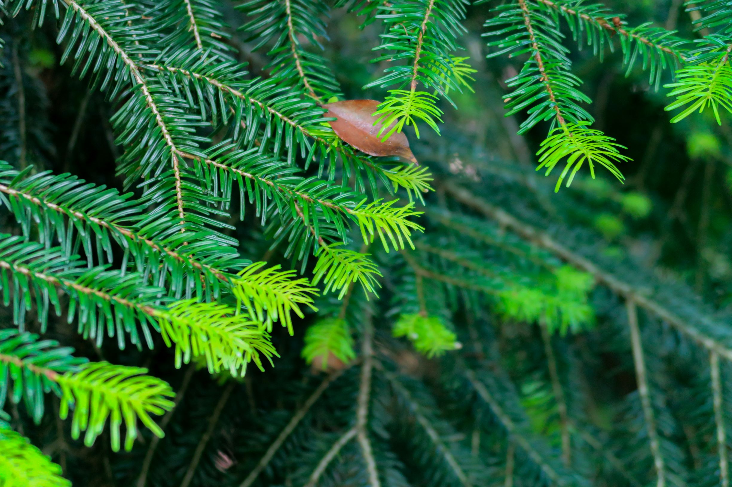 jeunes pousses de sapin haut vallespir
