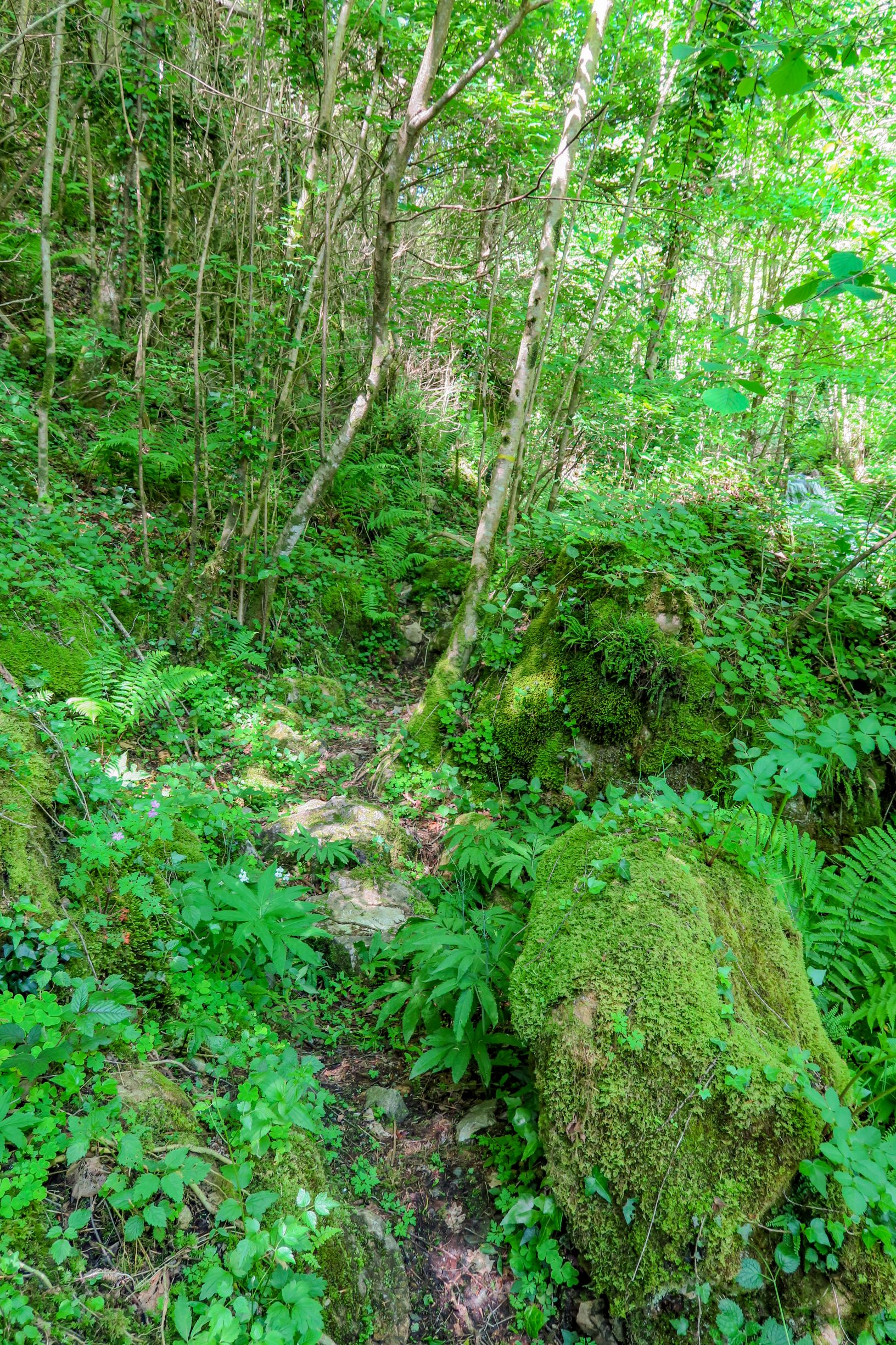 sentier de randonnée prats de mollo haut vallespir
