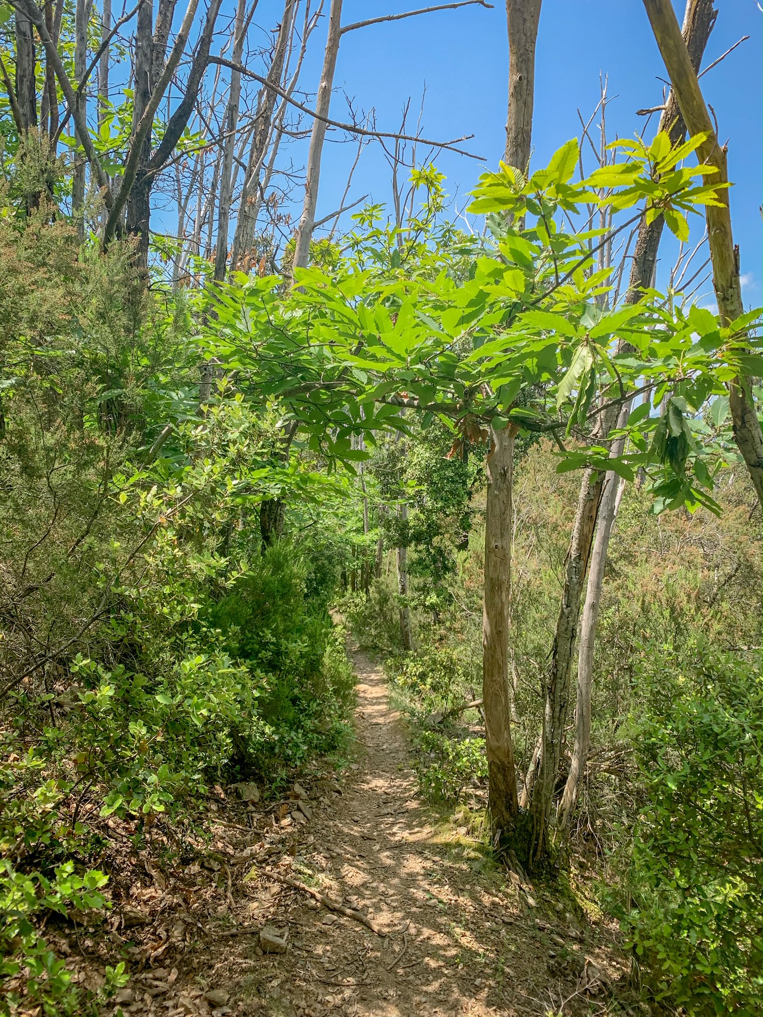 sentier du pic de garces céret