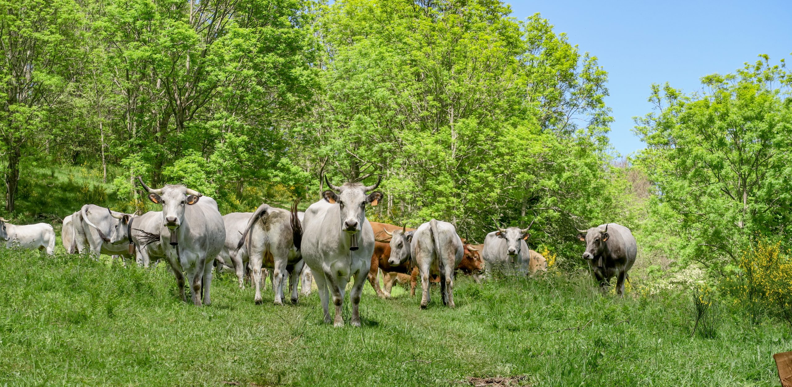 troupeau de vaches sur le sentier de la tour del mir