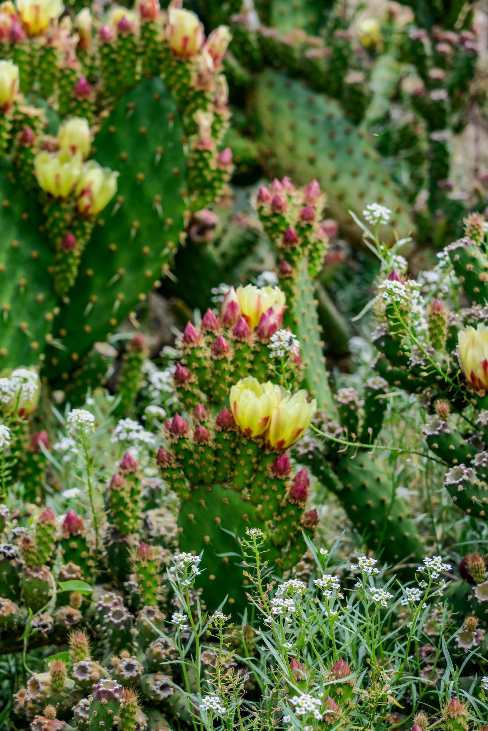 cactus molitg-les-bains
