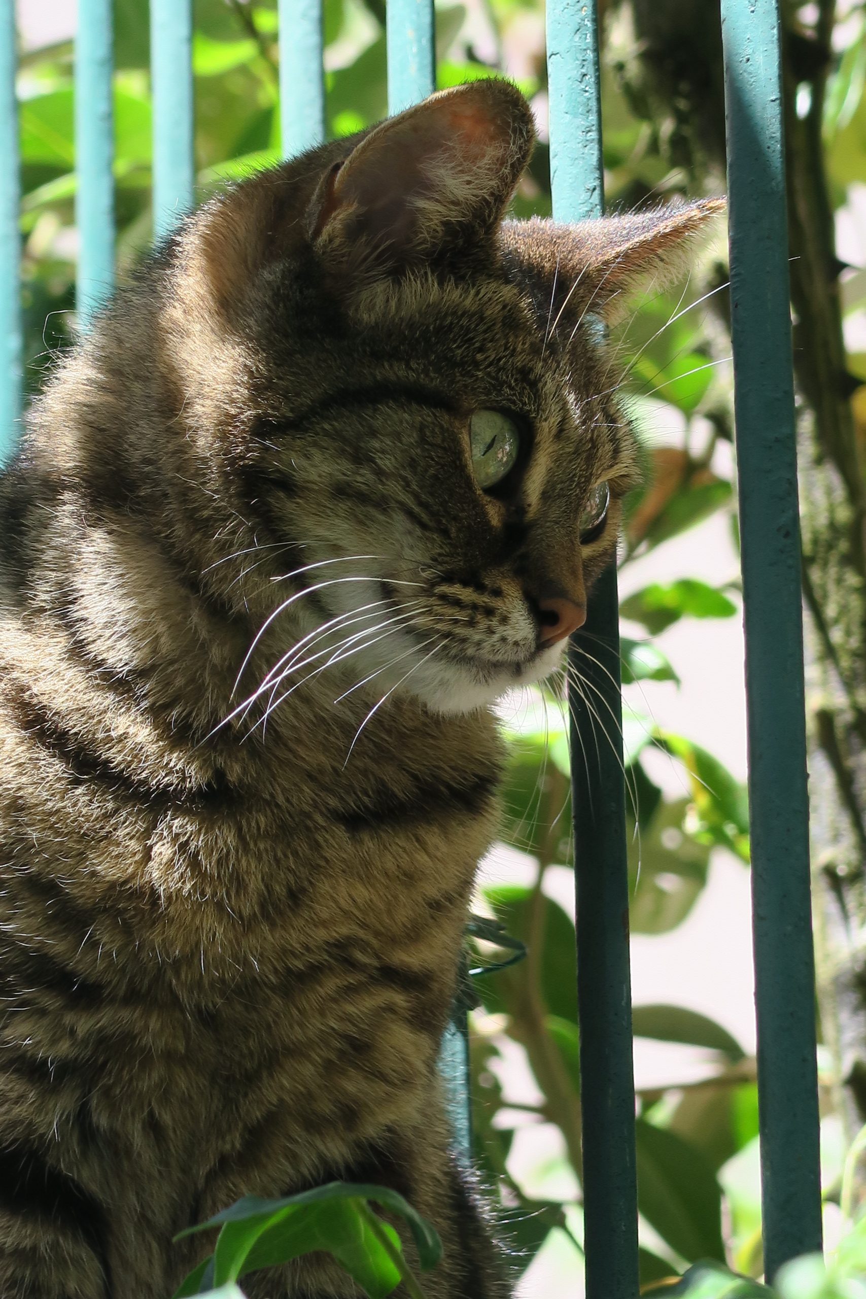 chamallow le chat de montolieu