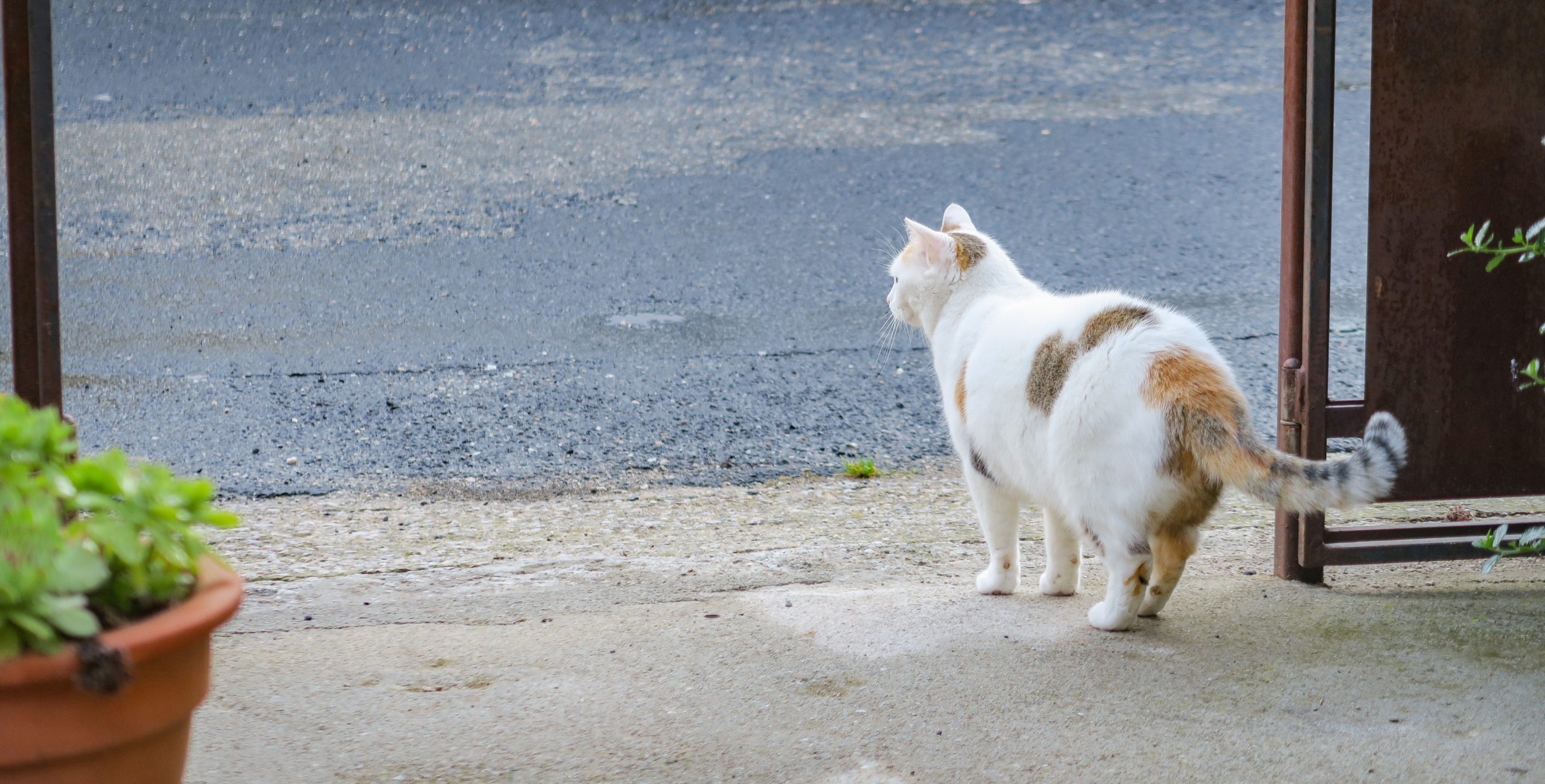 la vie de chat à molitg