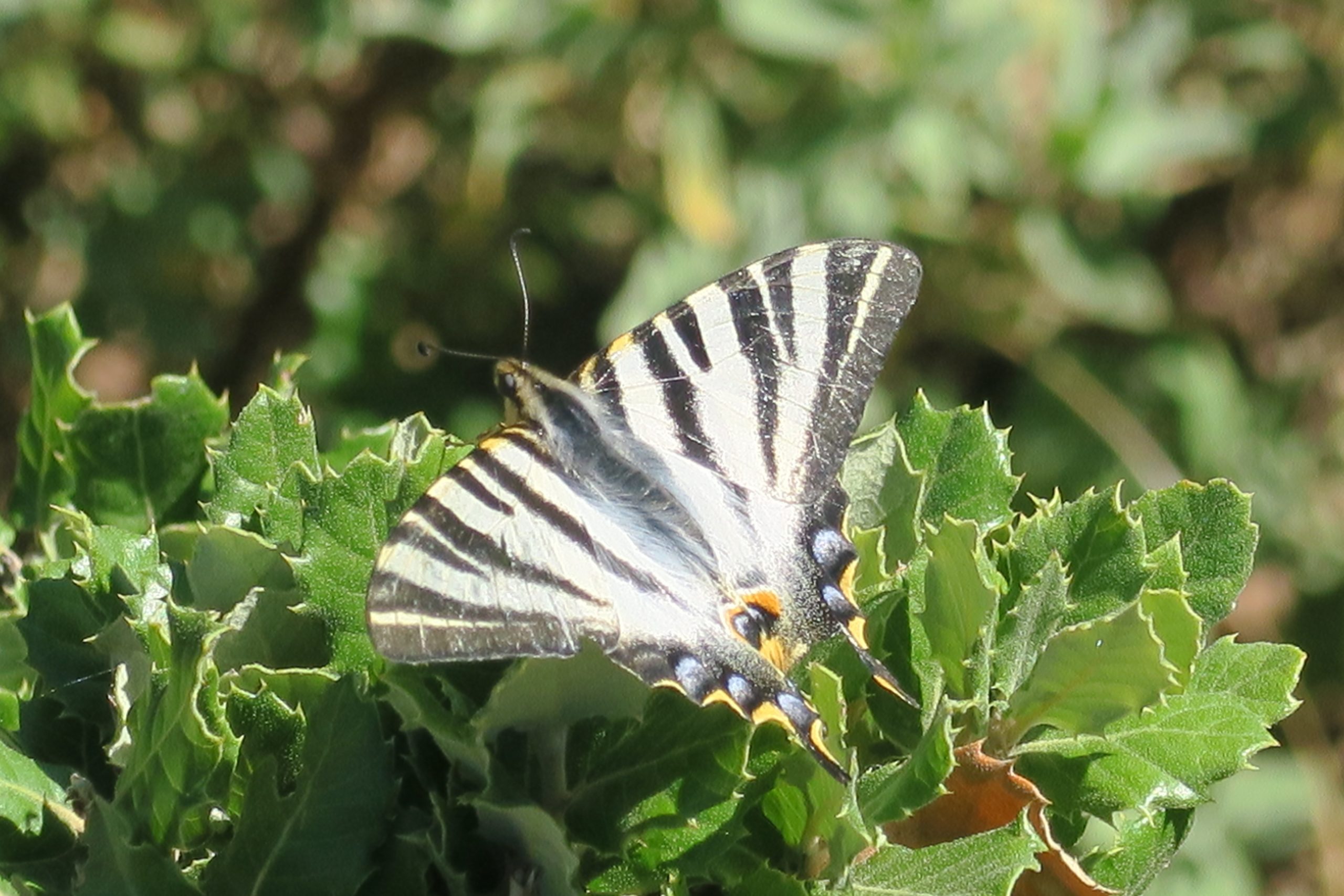 papillon aspres