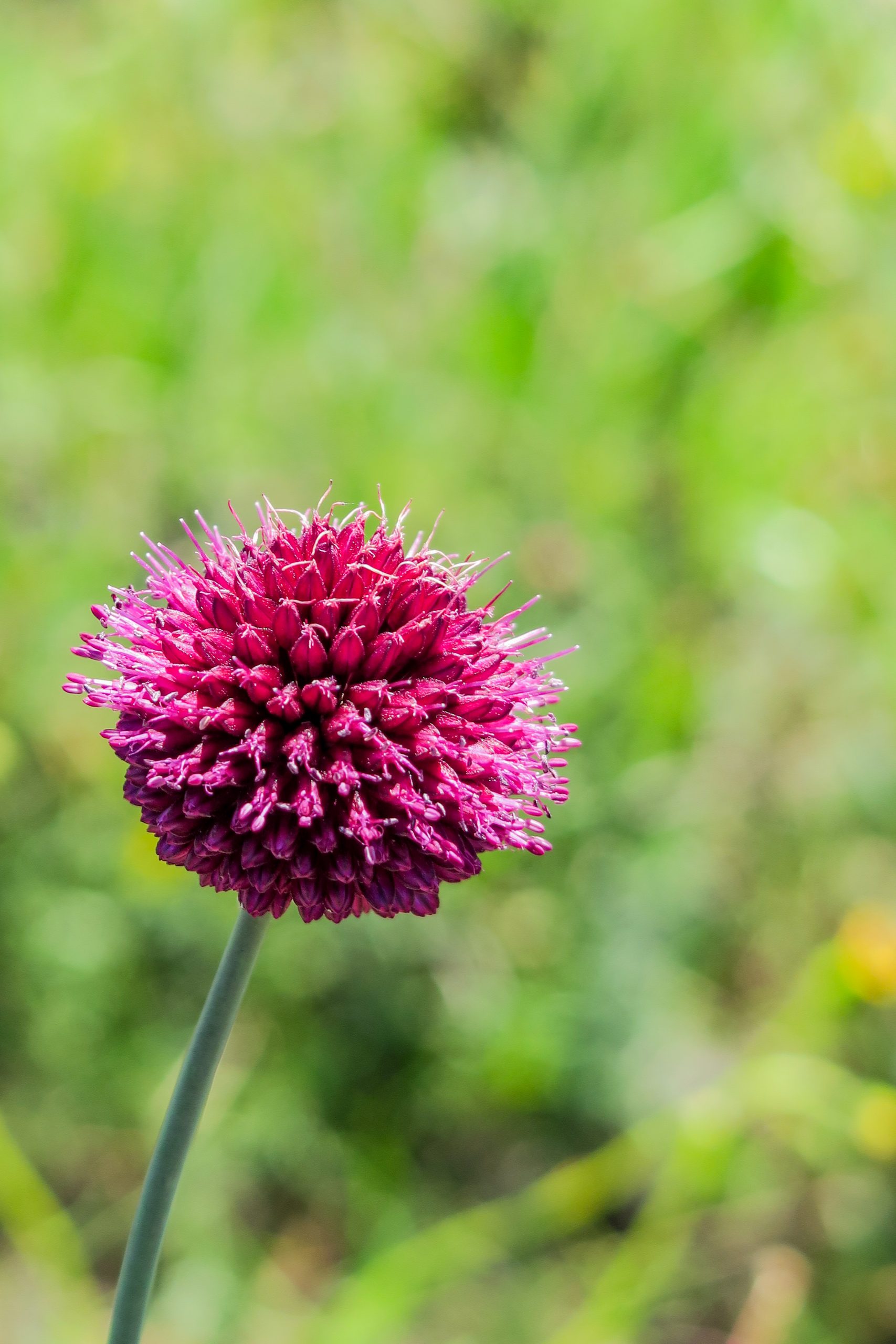 flore des aspres pic de la calcine