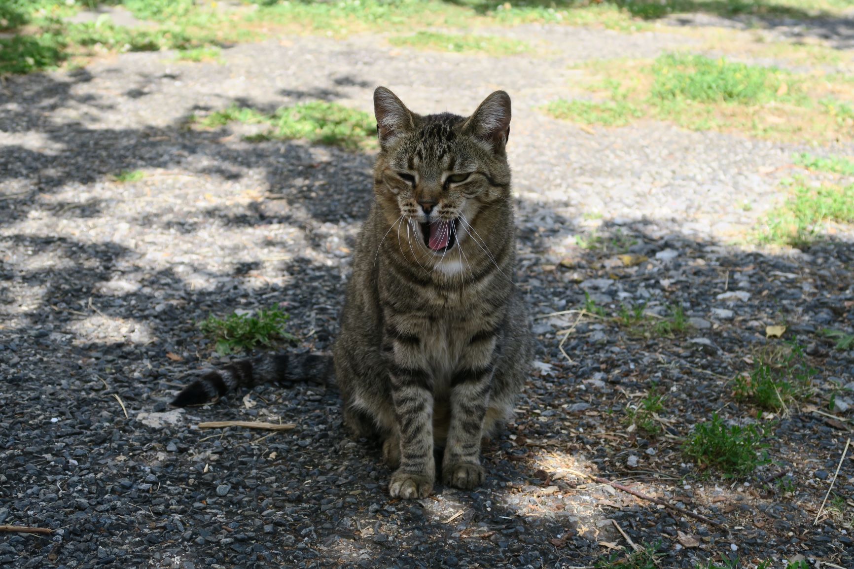 chat à vizos la grange